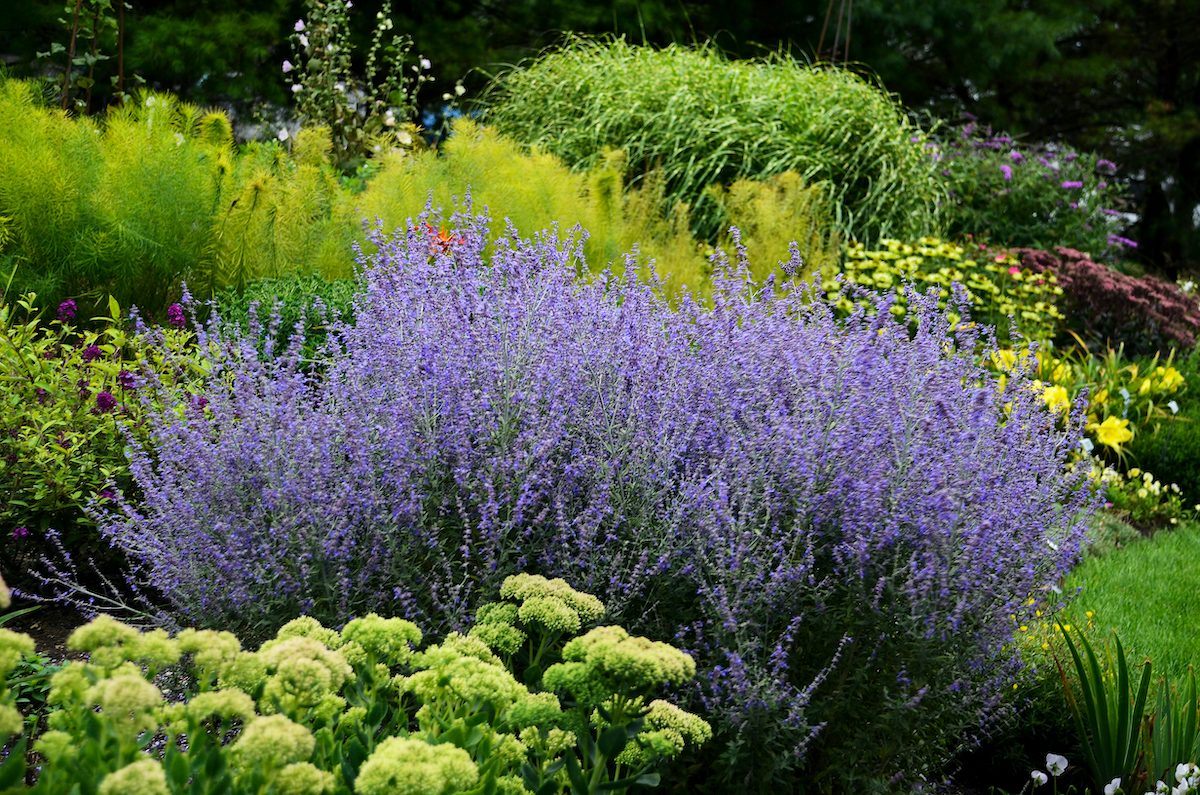 Plant Russian Sage for a Boost of Fall Color