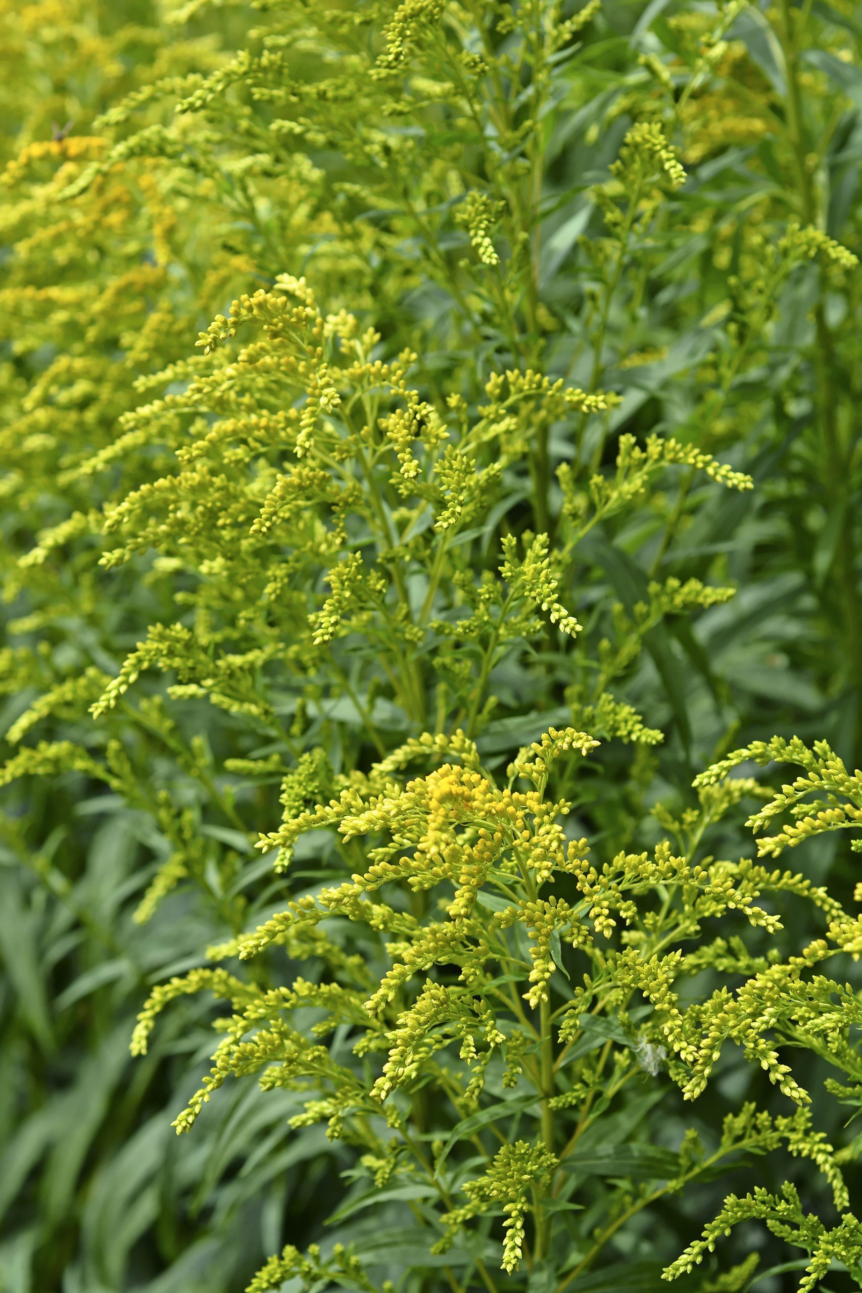 Ragweed vs Goldenrod: What’s Growing in Your Yard? - Birds and Blooms