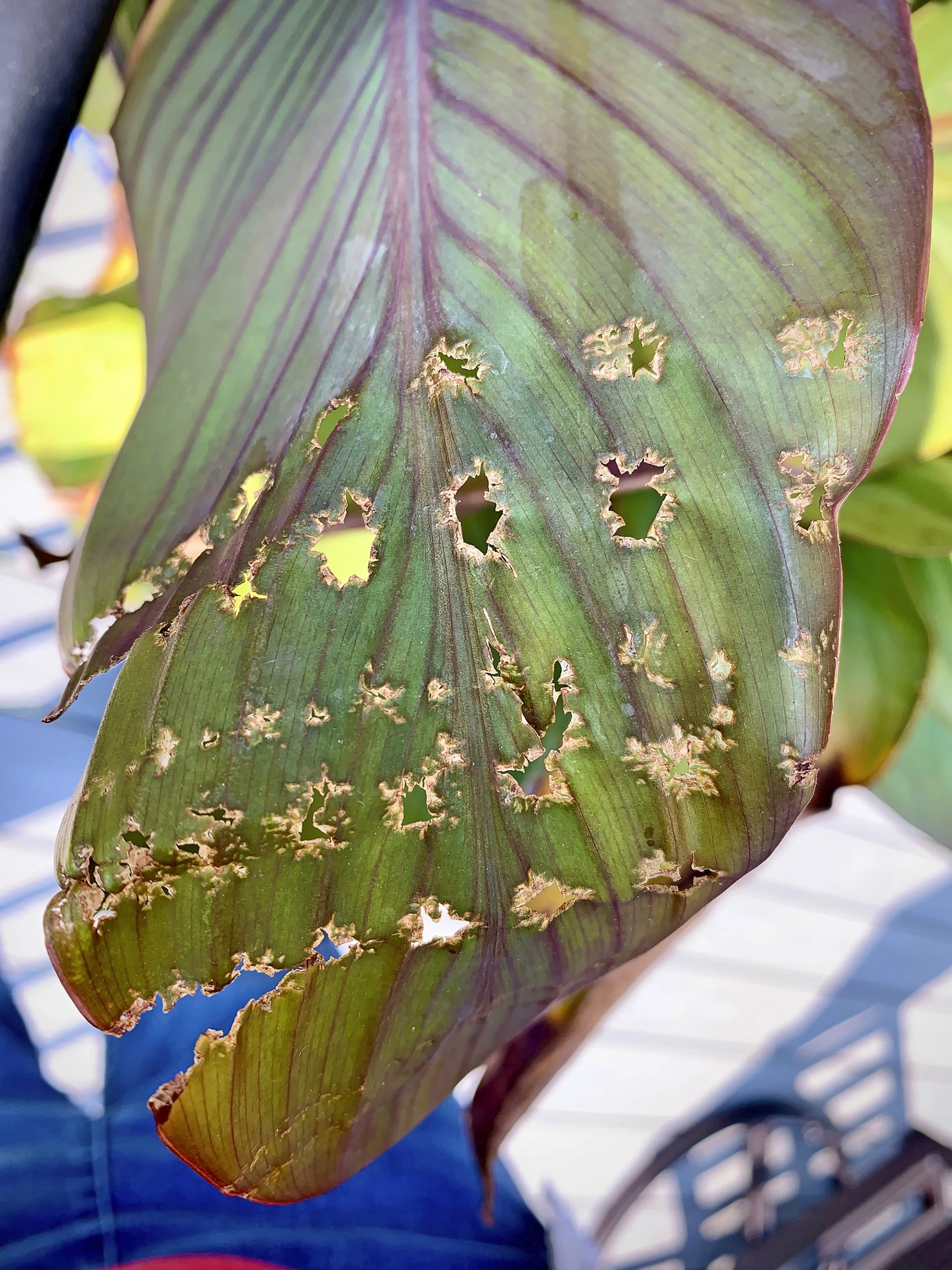 Canna Leaf Rollers Are the Bugs Eating Your Cannas