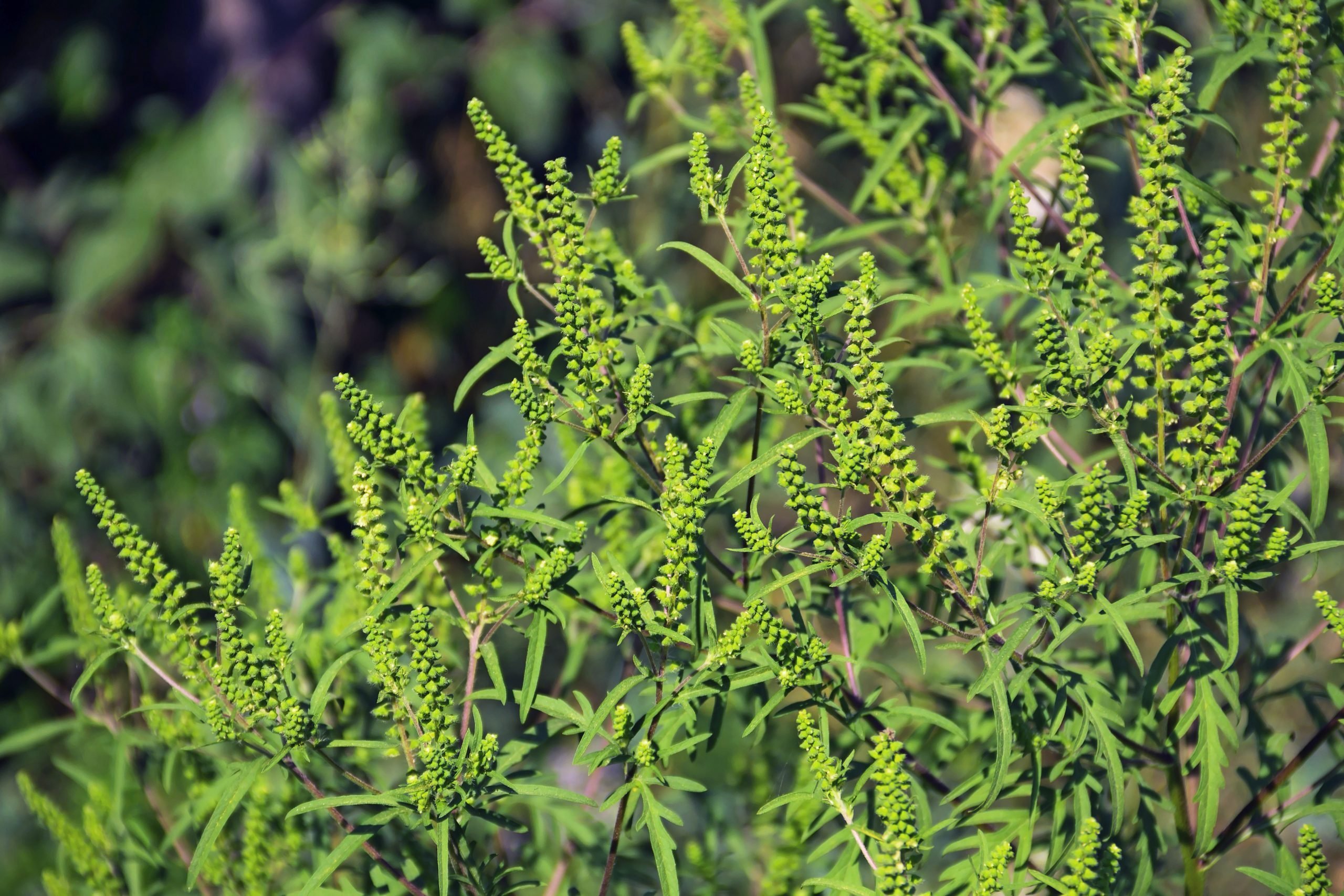 ragweed-vs-goldenrod-what-s-growing-in-your-yard-birds-and-blooms