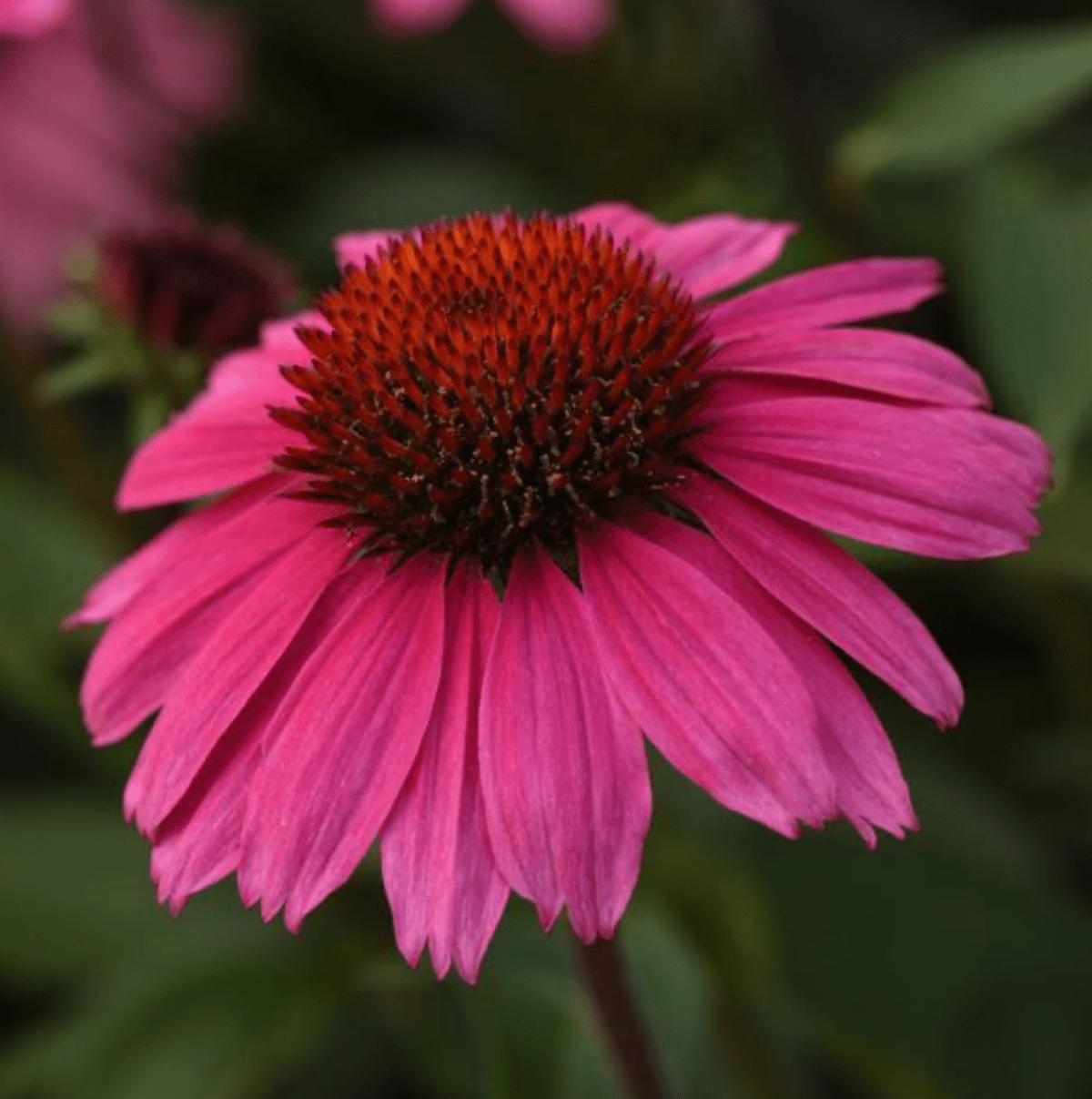 10 Prettiest Pink Perennial Flowers to Grow