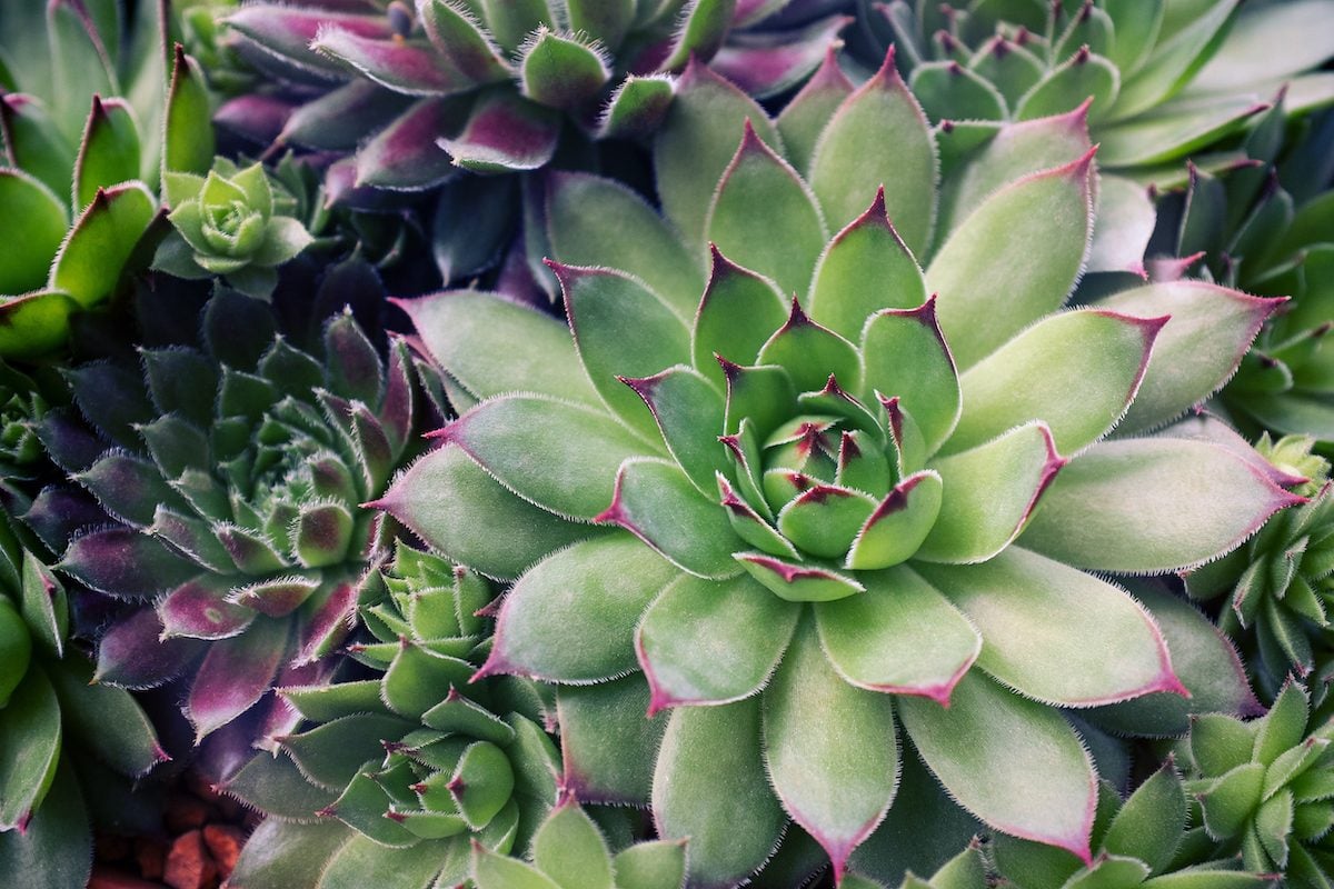 Growing Succulents 101: What You Need to Know