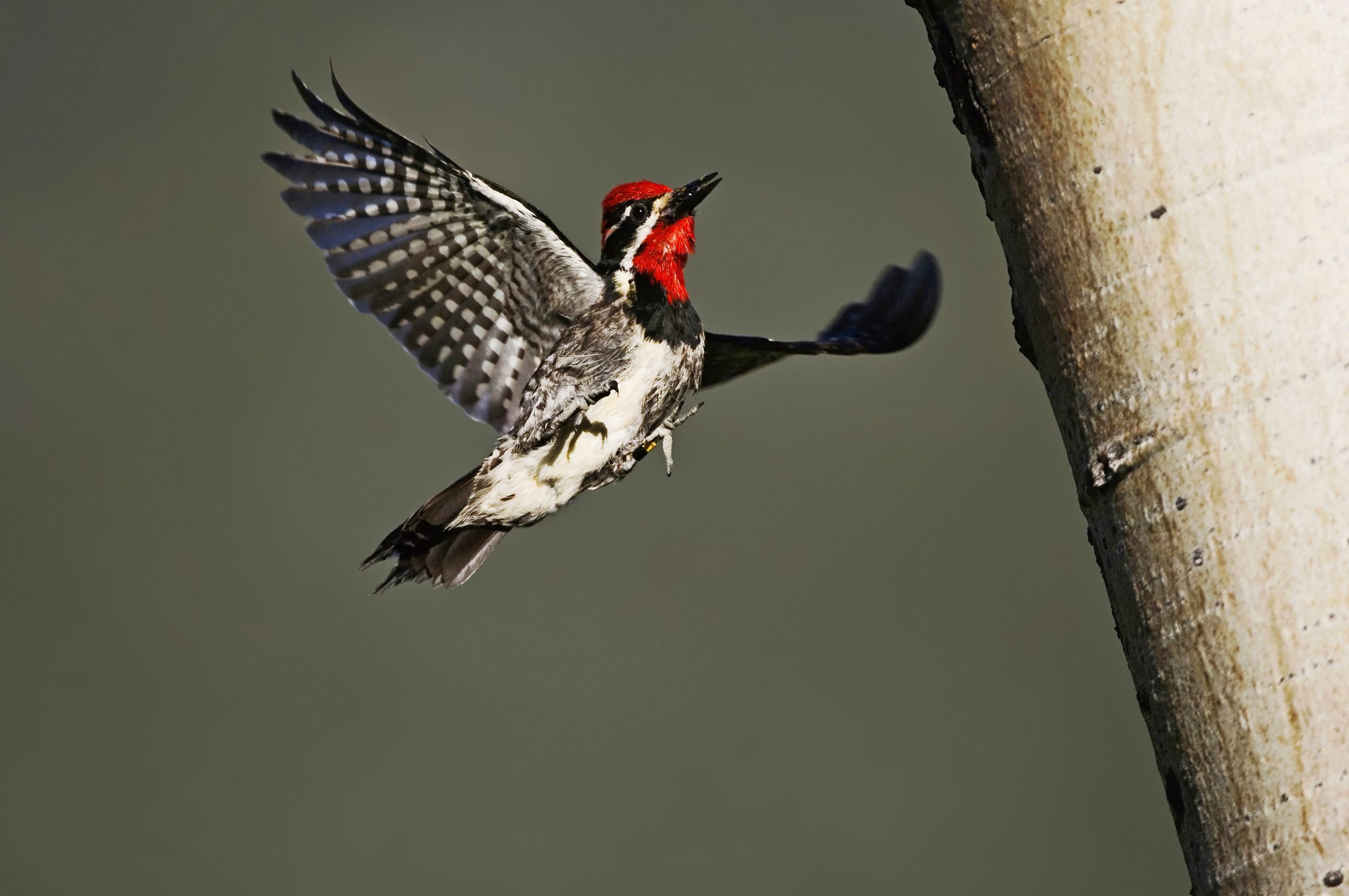 14 Mind-Blowing Woodpecker Facts You Should Know