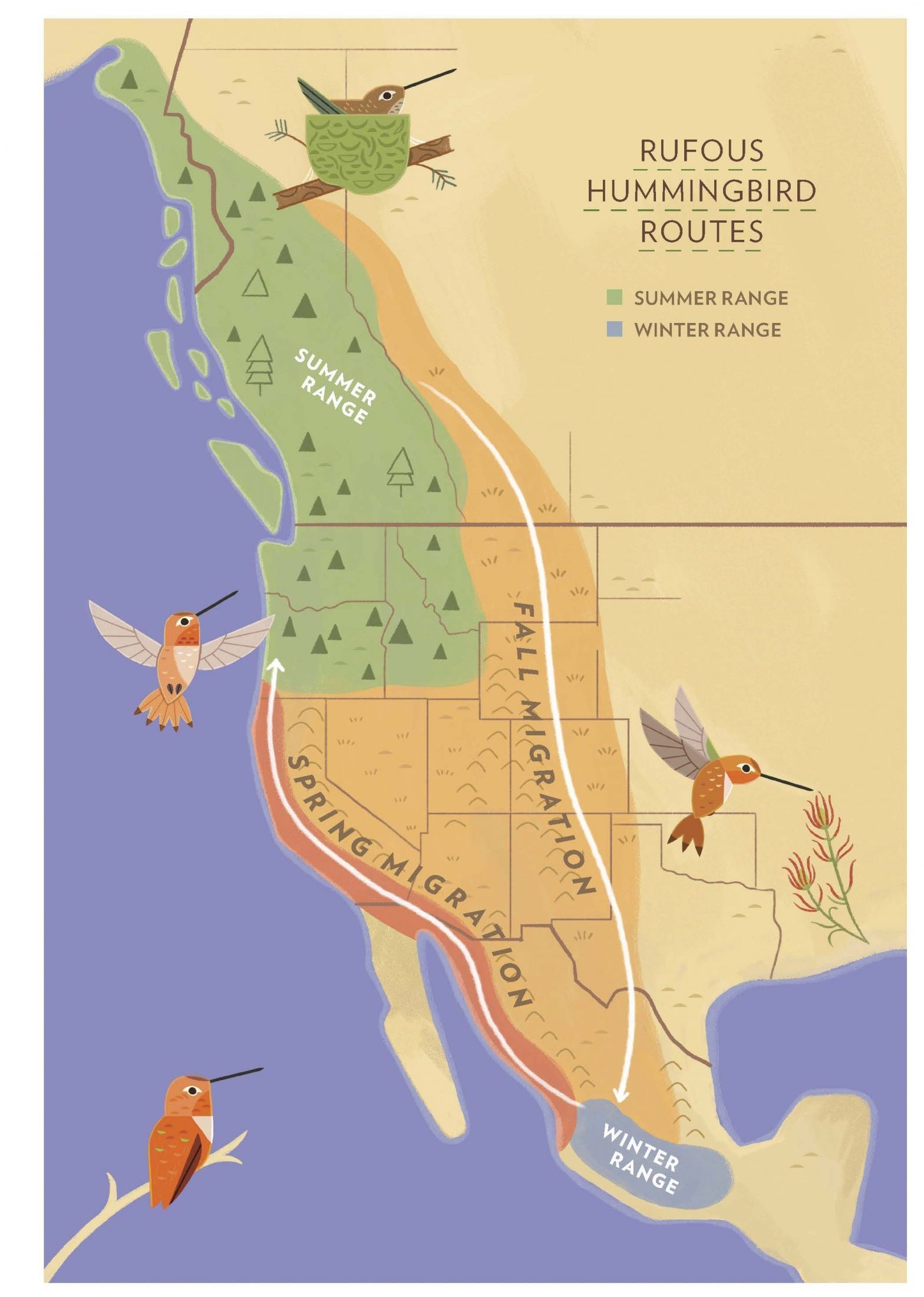 Hummingbird Migration Takes an Incredible Journey Birds and Blooms