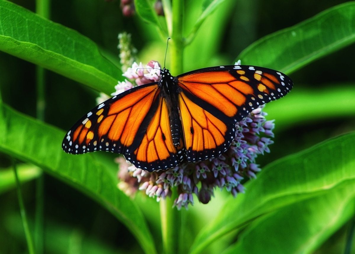20 Must-See Pictures of Monarch Butterflies - Birds and Blooms