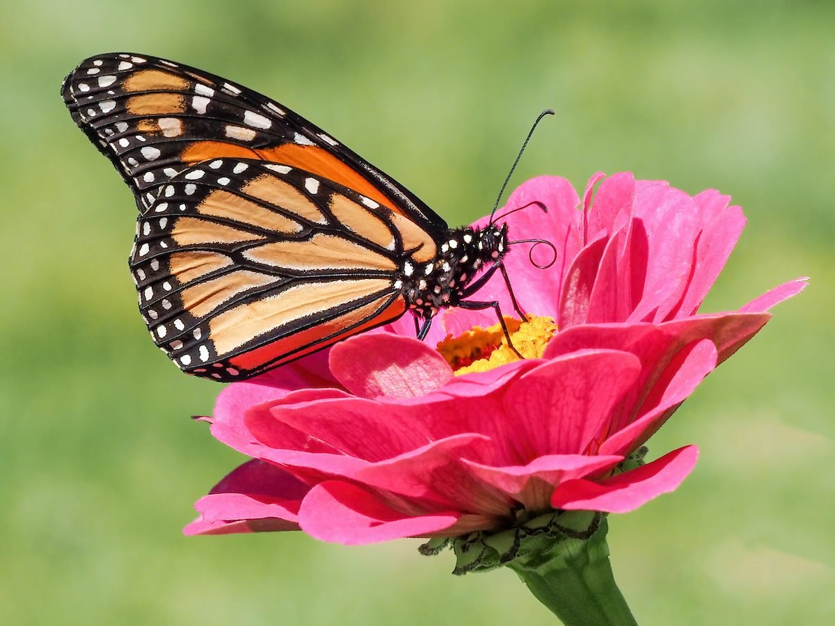 What (and How) Do Monarch Butterflies Eat?
