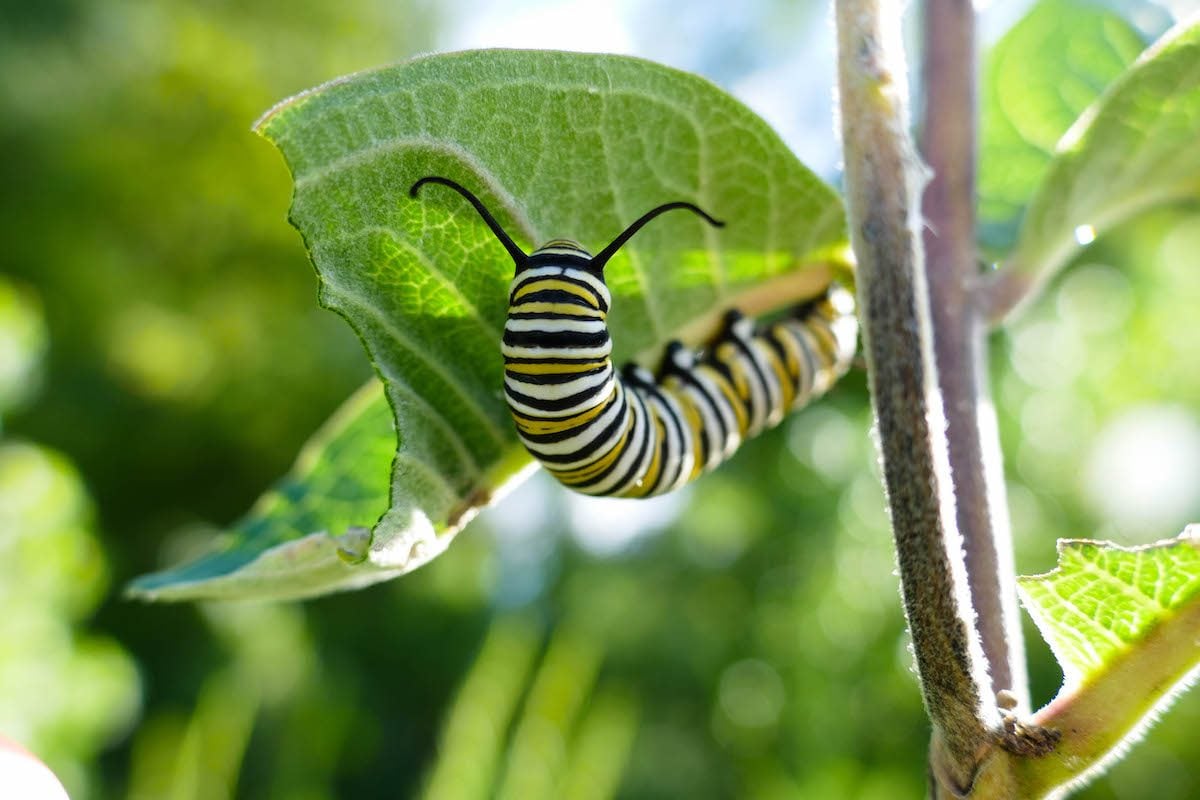 What Does a Monarch Caterpillar and Chrysalis Look Like?