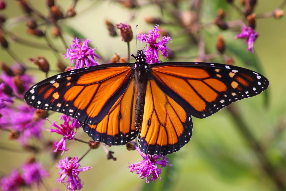 Tips for Watching and Photographing Butterflies - Birds and Blooms