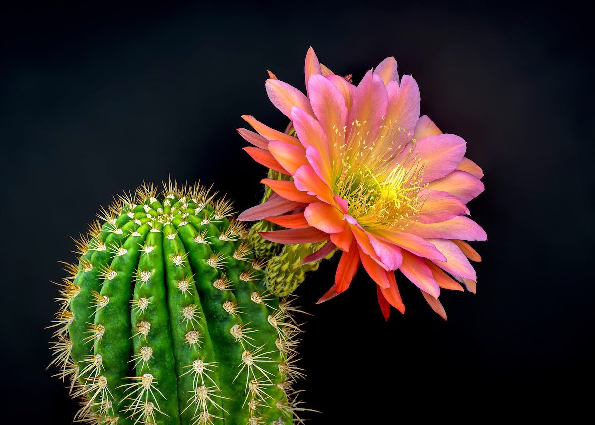 15+ Cactus Flower Plant