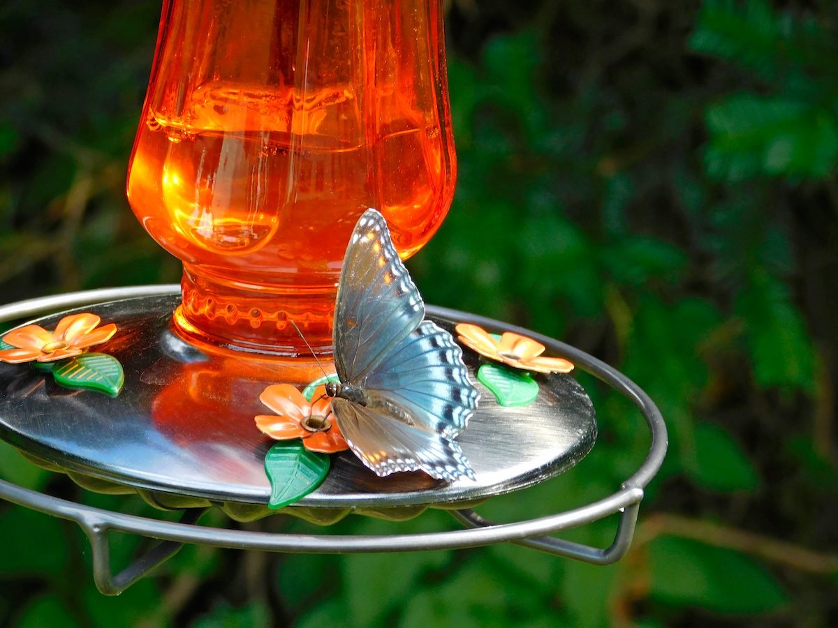 Will Butterflies Visit Your Sugar Water Feeder?