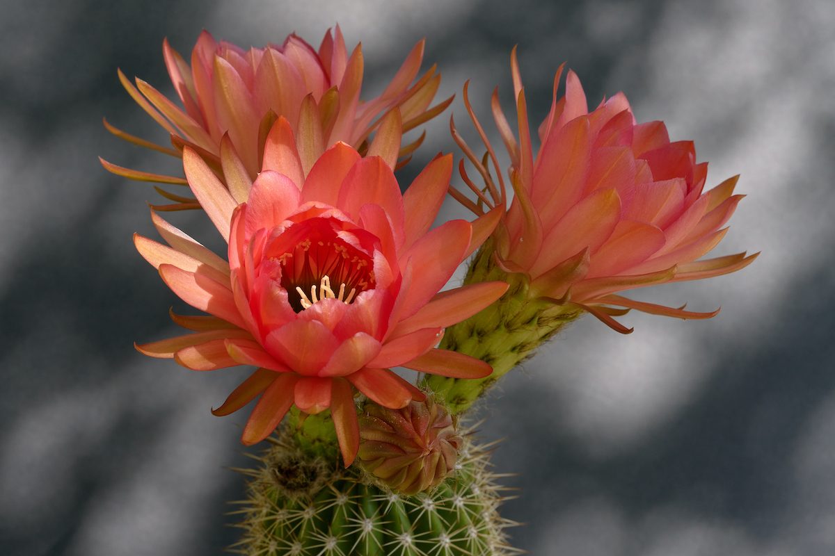 types of cactus plants with flowers