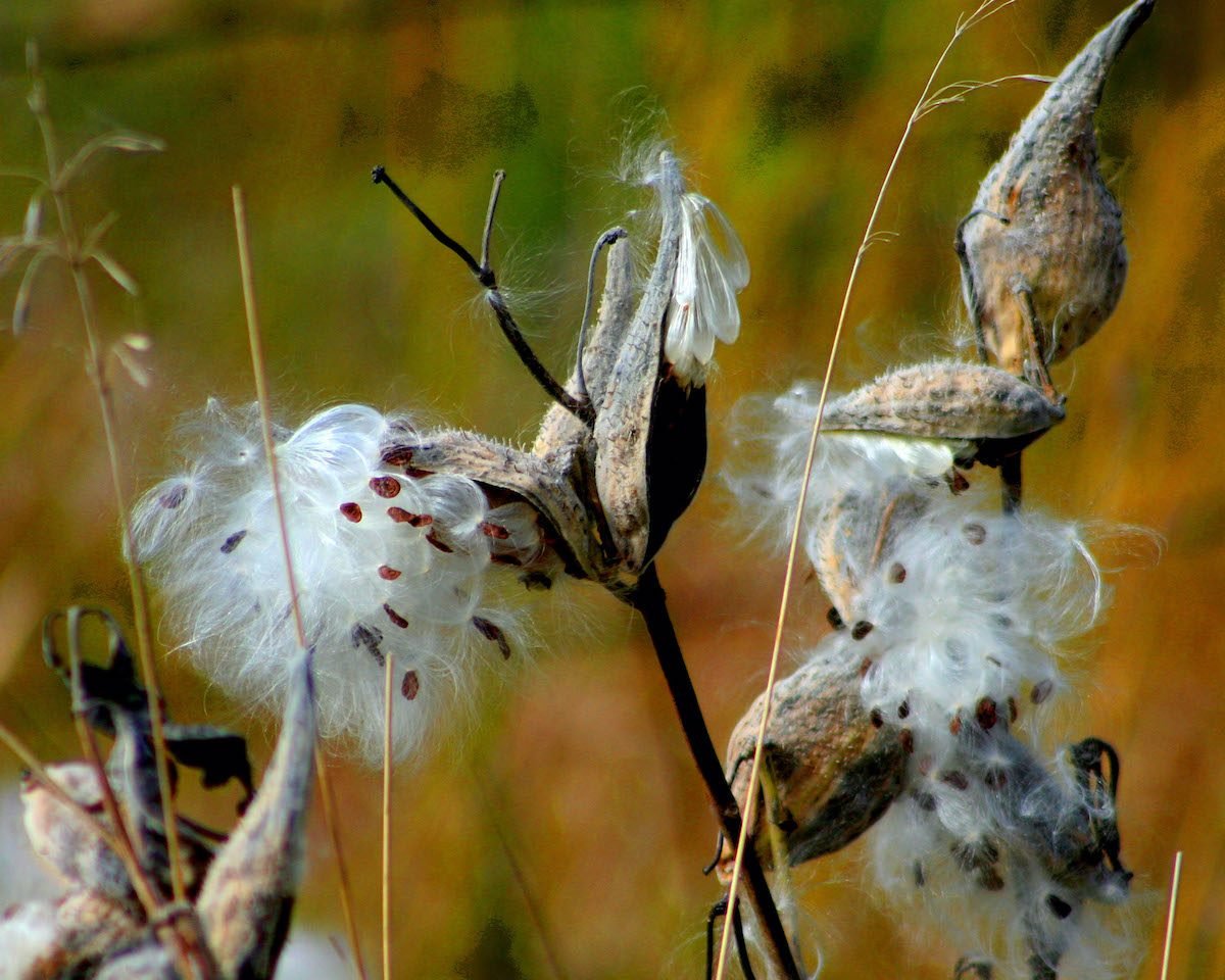 milkweed pods and seeds