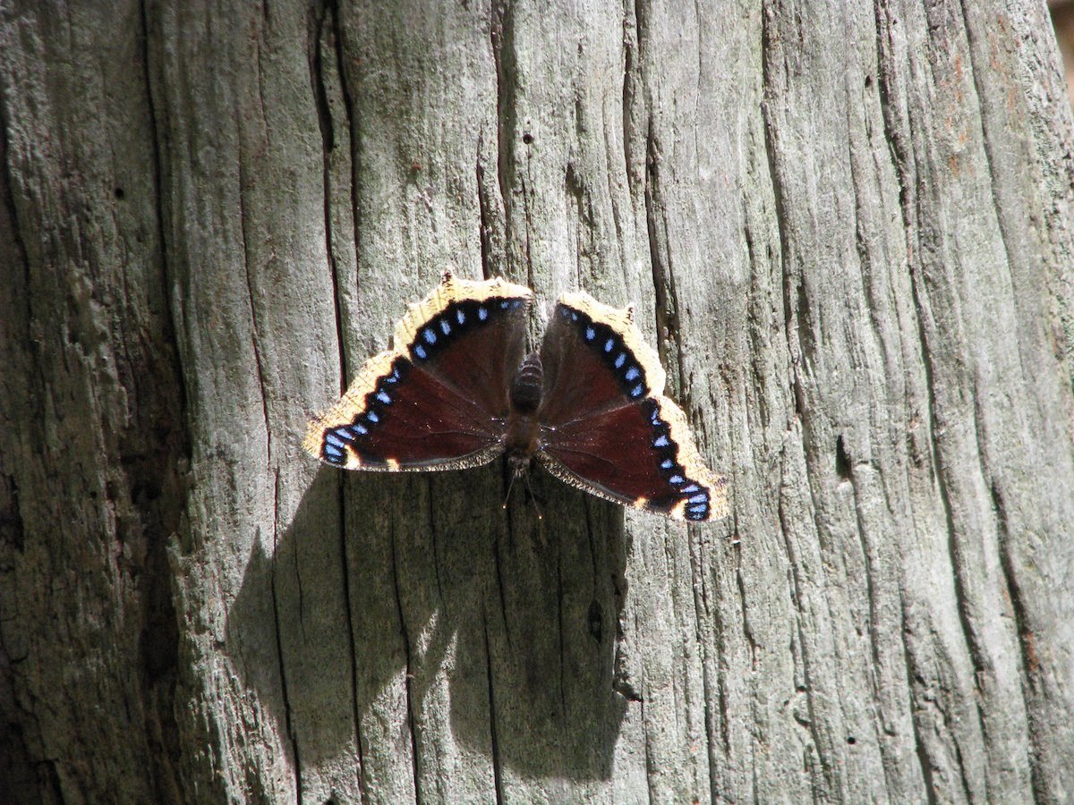 How Do Bugs, Moths and Butterflies Hibernate? Birds and Blooms