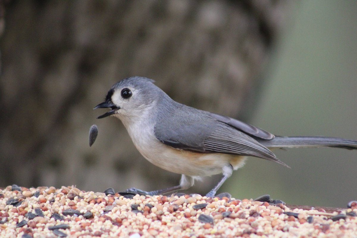 Backyard Bird Feeding: Why Feed Birds?