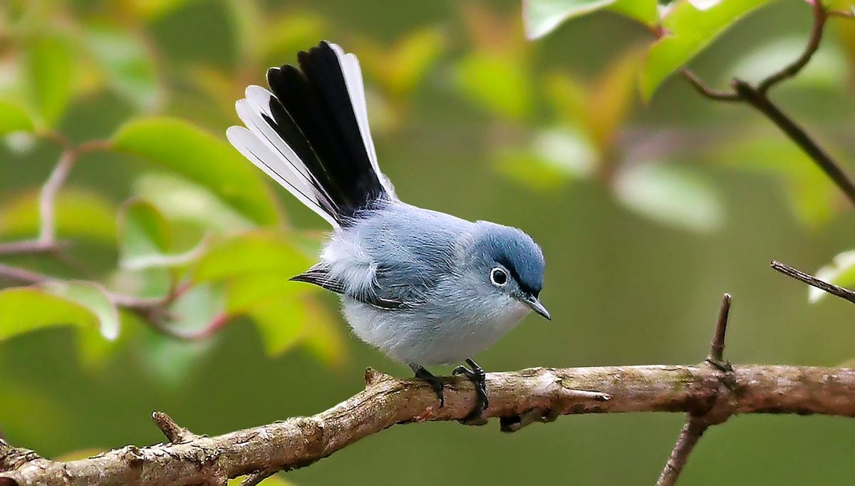 How to Identify a Blue-Gray Gnatcatcher