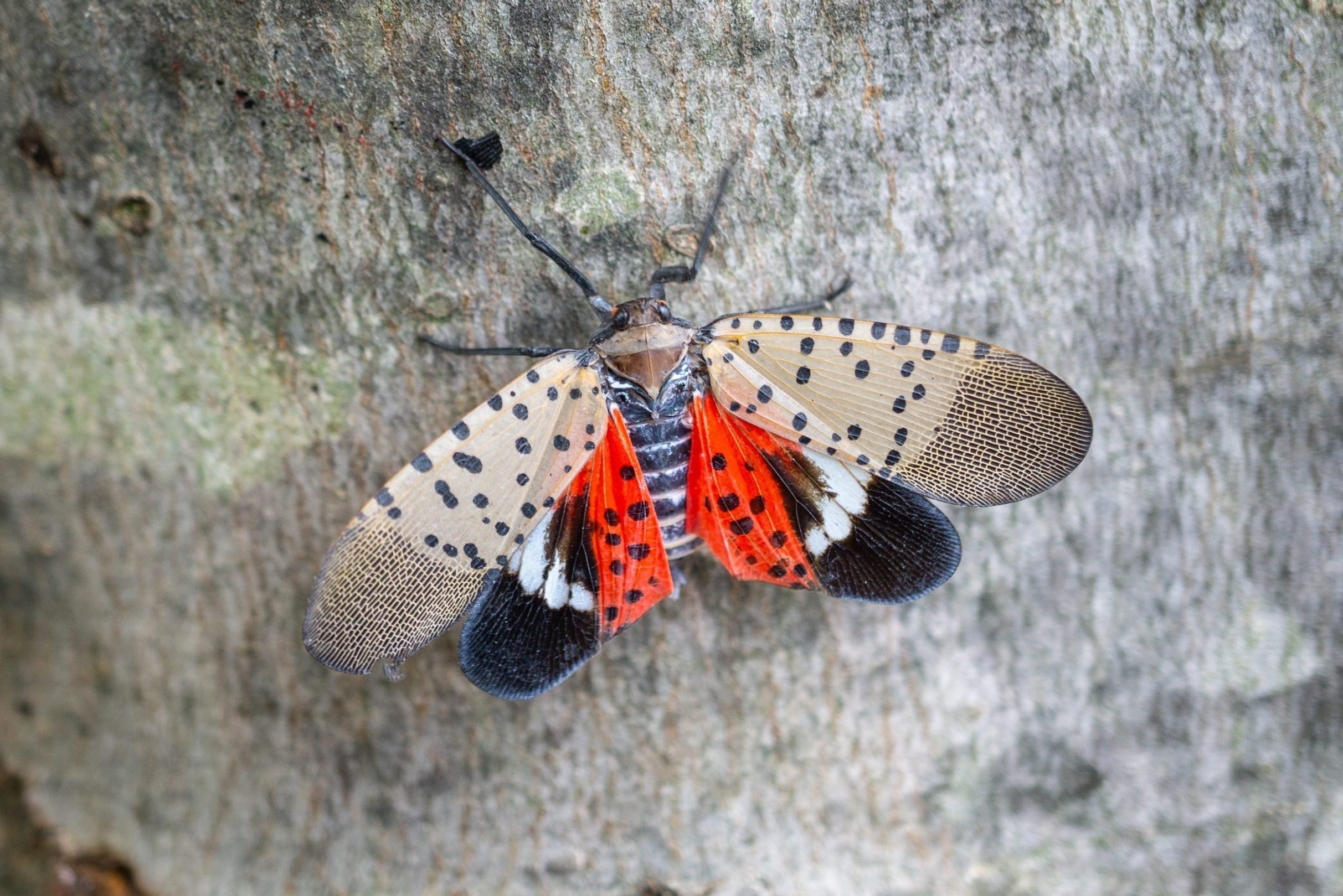 If You Find a Spotted Lanternfly in Your Yard, This Is What to Do