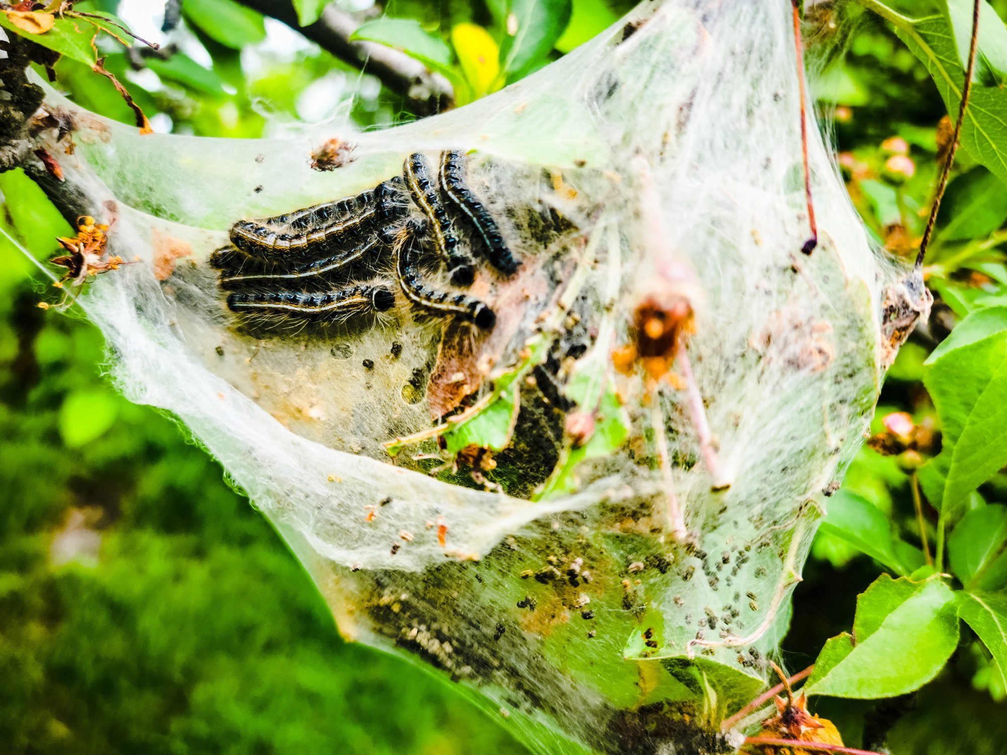 Controlling Caterpillars: Garden Insect Pests