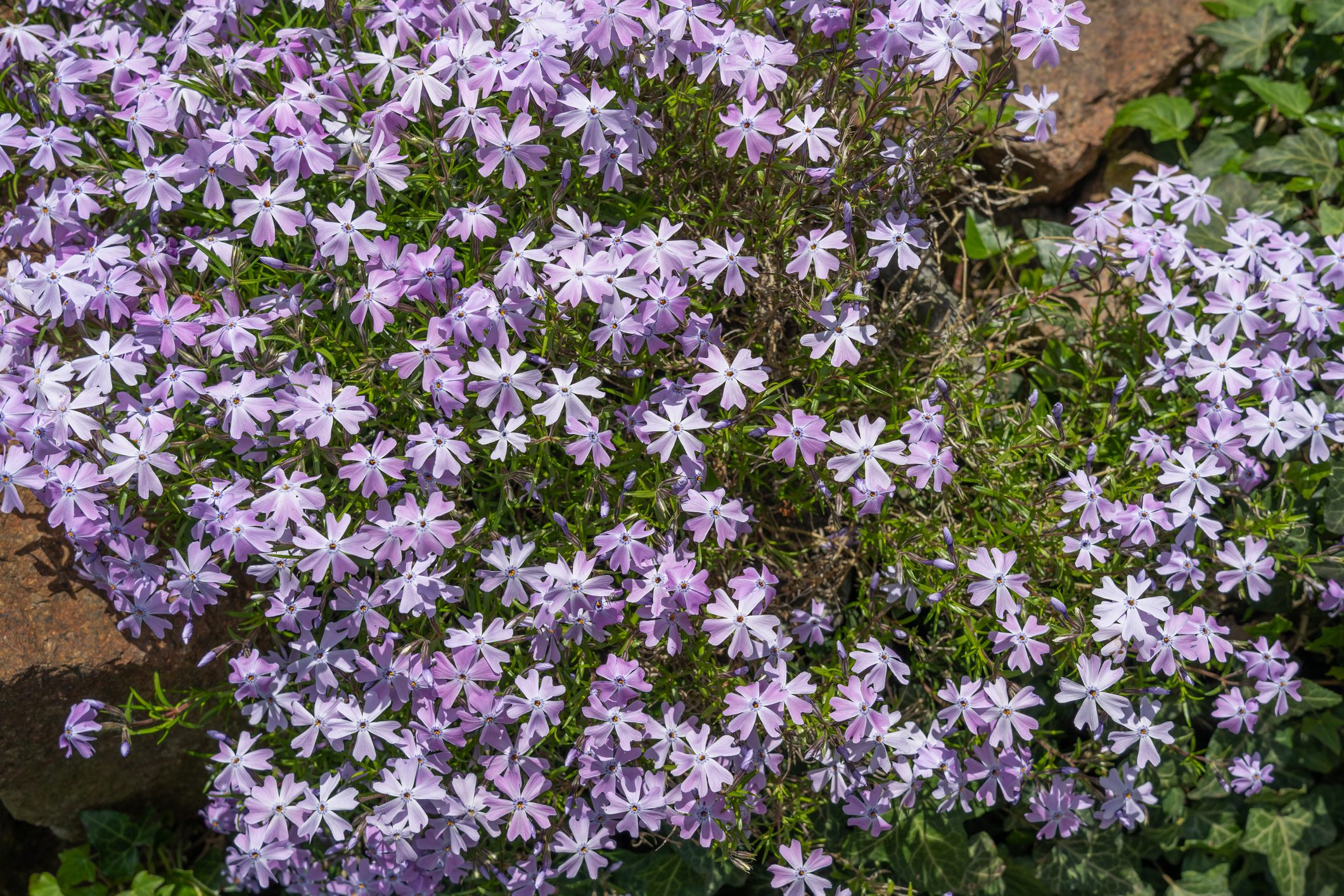 5 Flowering Drought-Tolerant Ground Cover Plants - Birds and Blooms