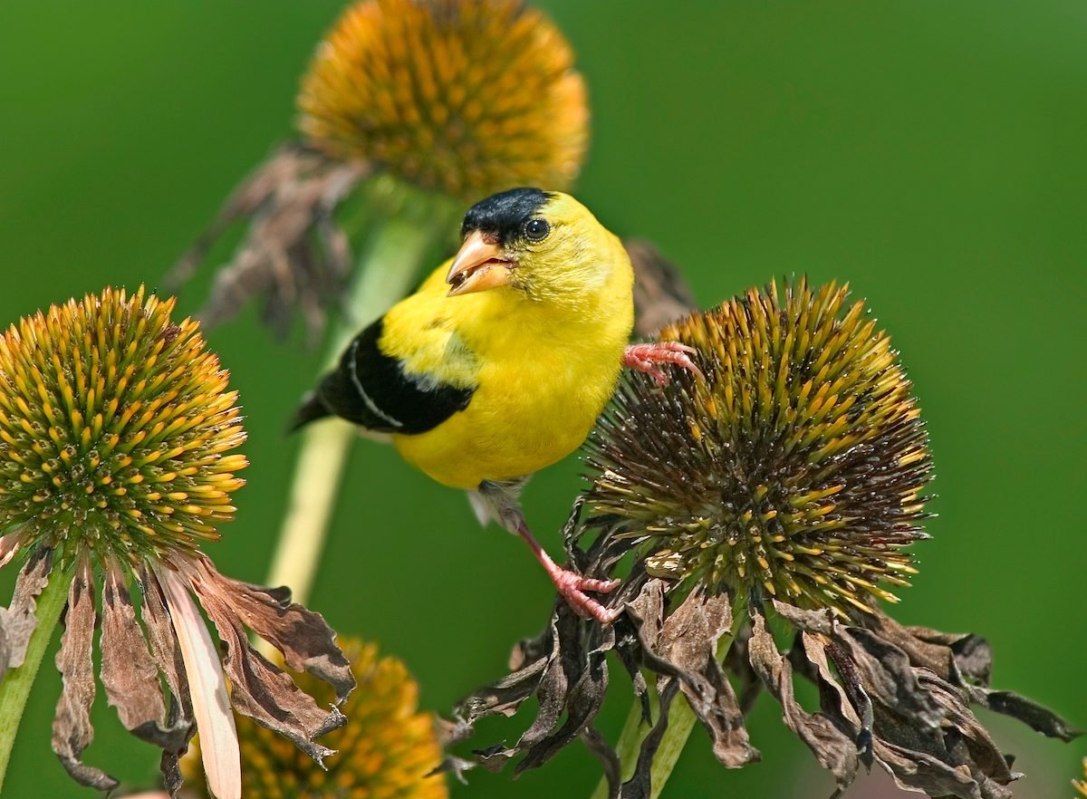 Cheap Ways to Attract More Birds on a Budget