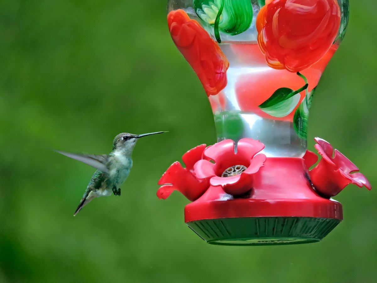 Hummingbird Migration Takes an Incredible Journey
