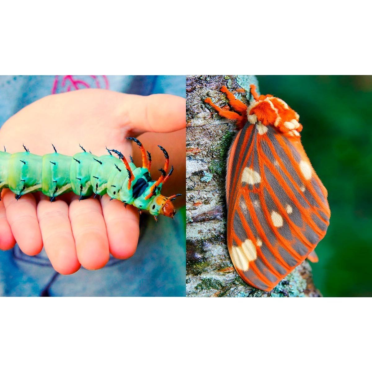8 Crazy Cool Caterpillars You Could Find in Your Backyard