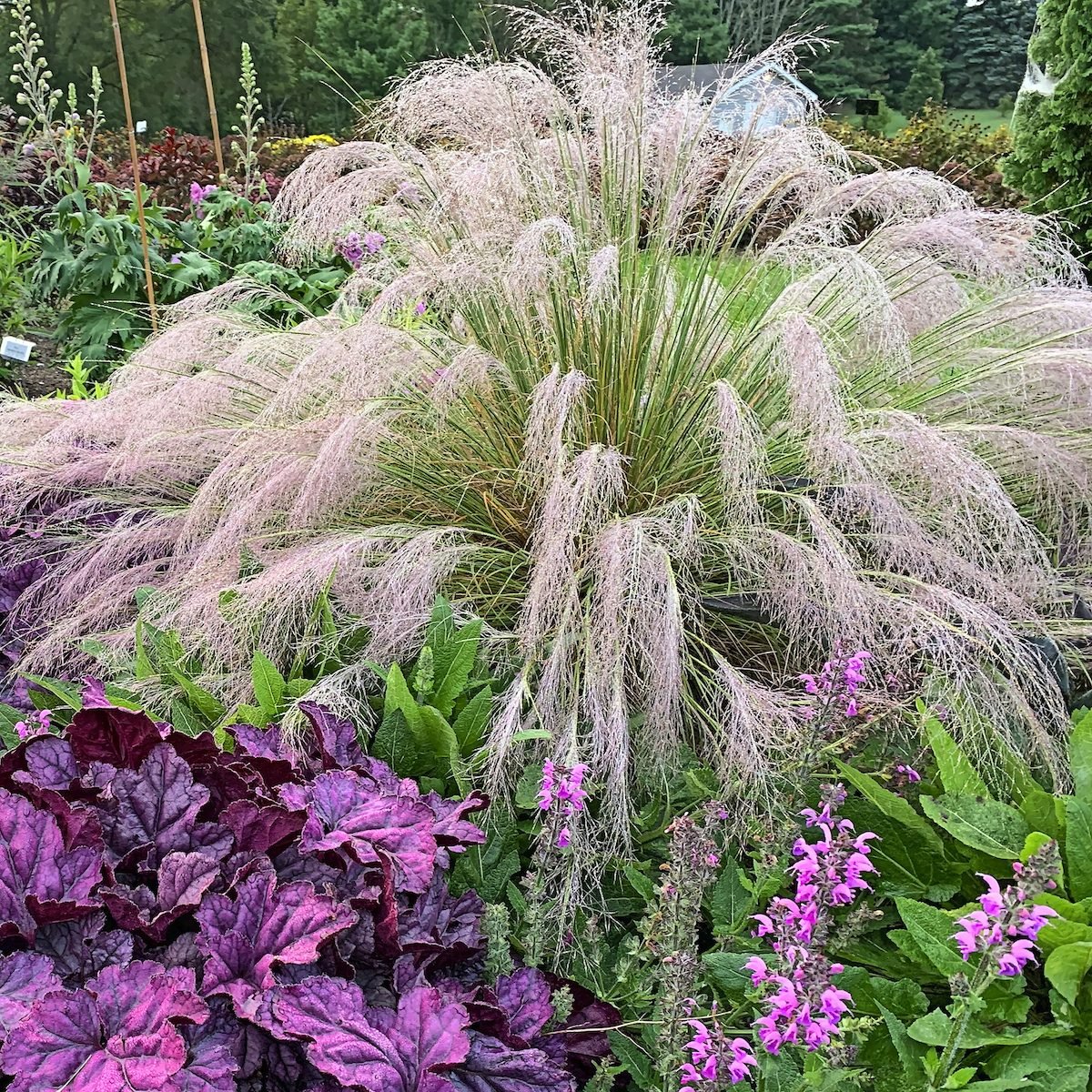 Top 10 Perennial Ornamental Grasses for Your Garden