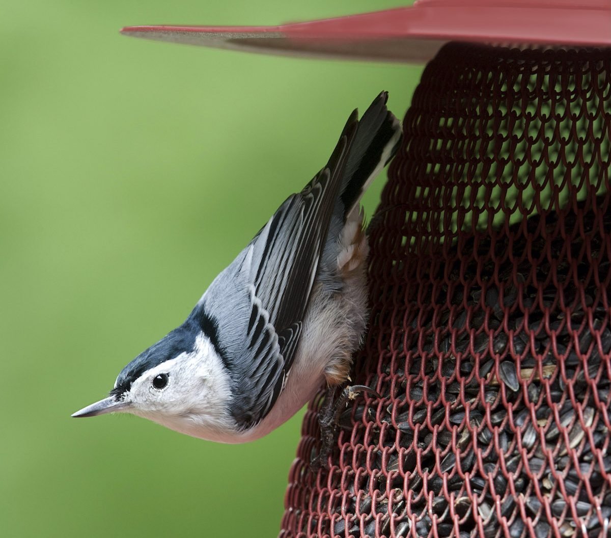 White-breasted nuthatch eating sunflower seeds