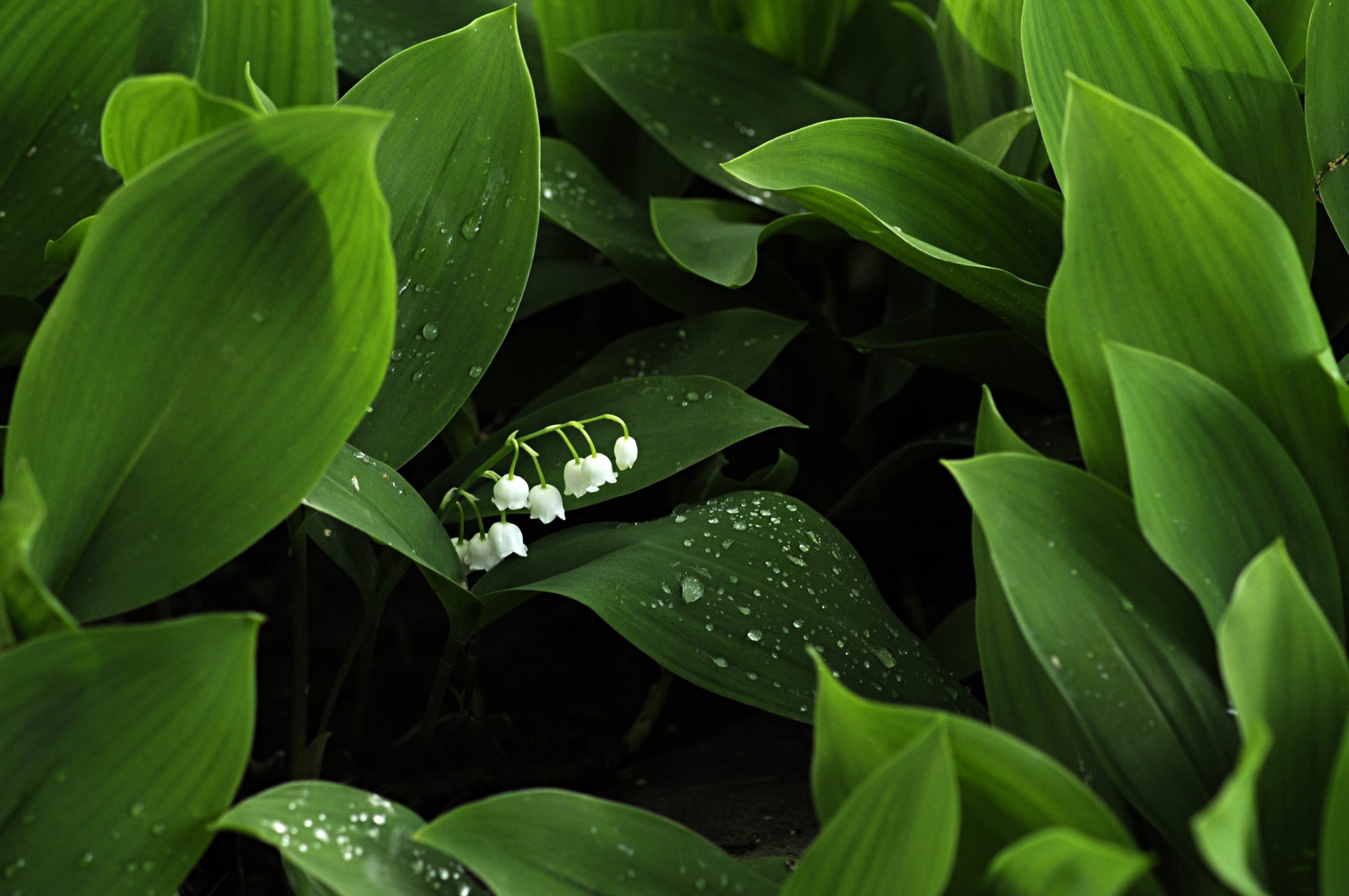 How to Get Rid of Lily of the Valley - Birds and Blooms