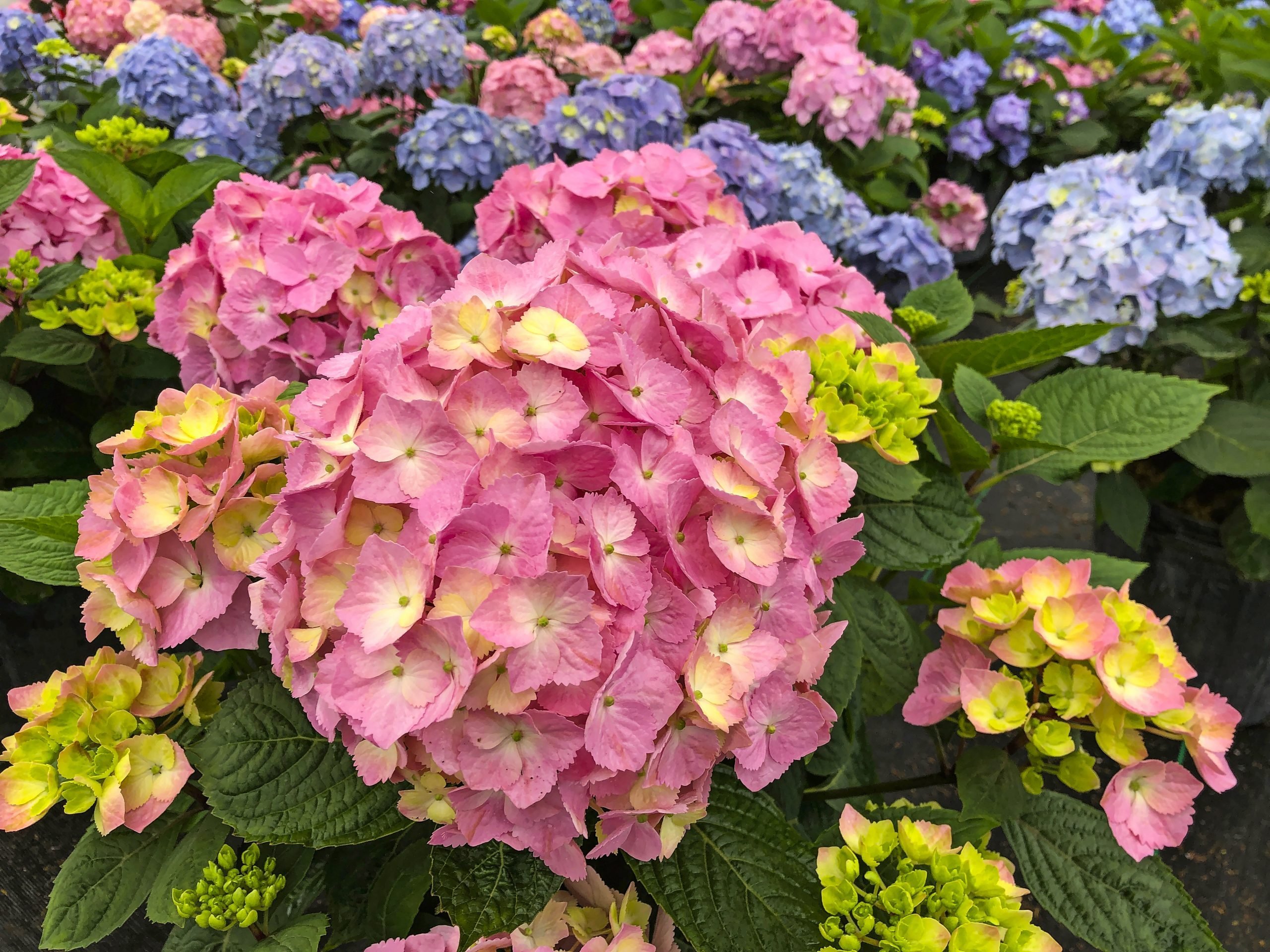 6 Hydrangea Facts That Even Expert Gardeners Don't Know