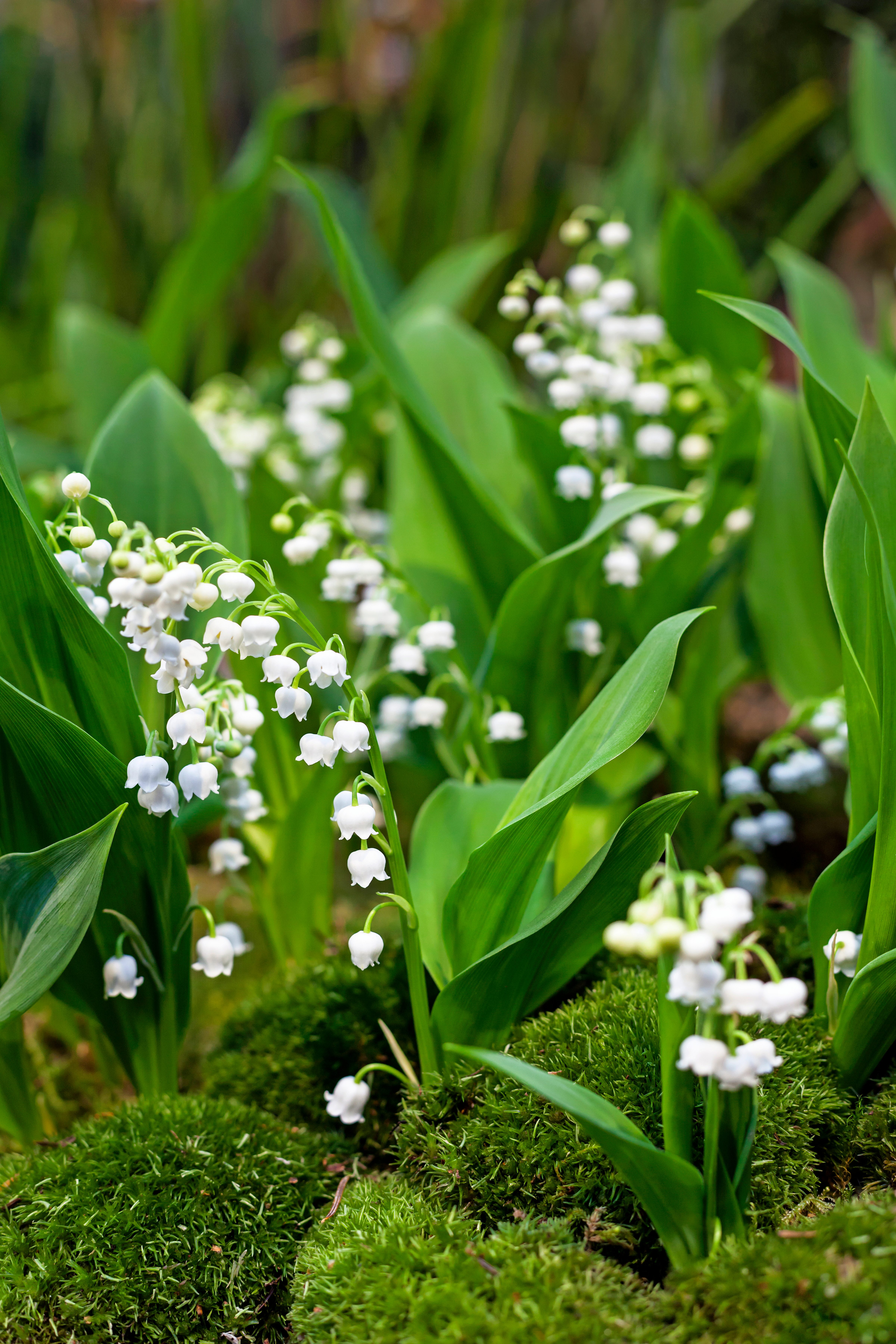 Convallaria majalis 'Pink' (Lily of the Valley) – Vermont