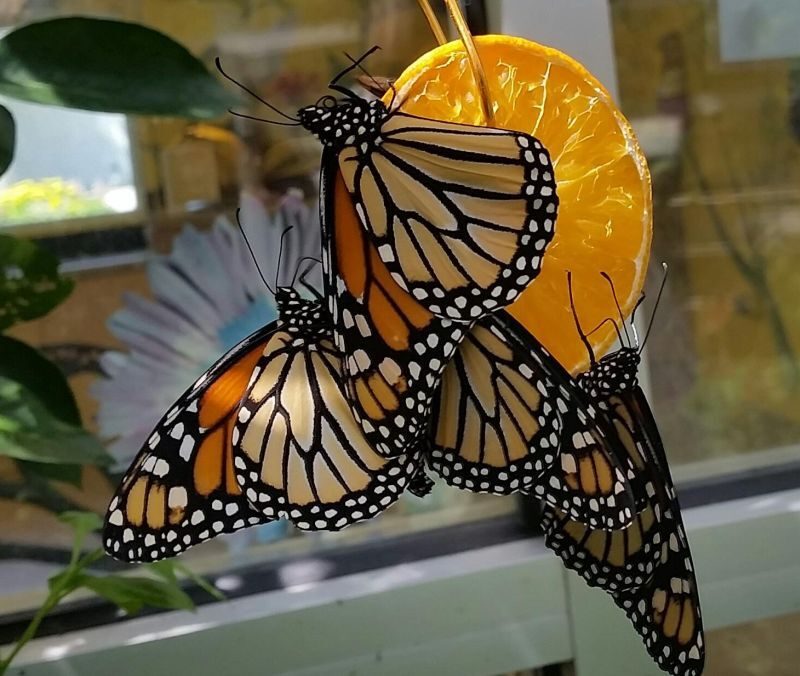 What (and How) Do Monarch Butterflies Eat? Birds and Blooms