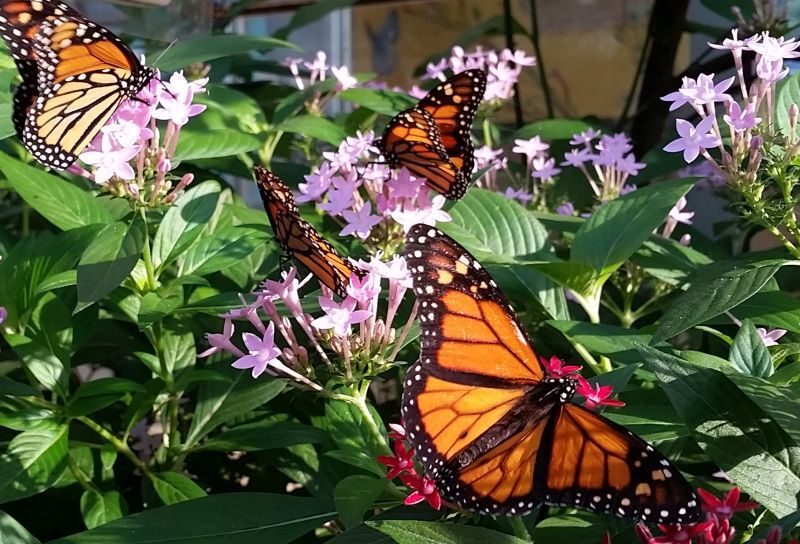 what-and-how-do-monarch-butterflies-eat-birds-and-blooms