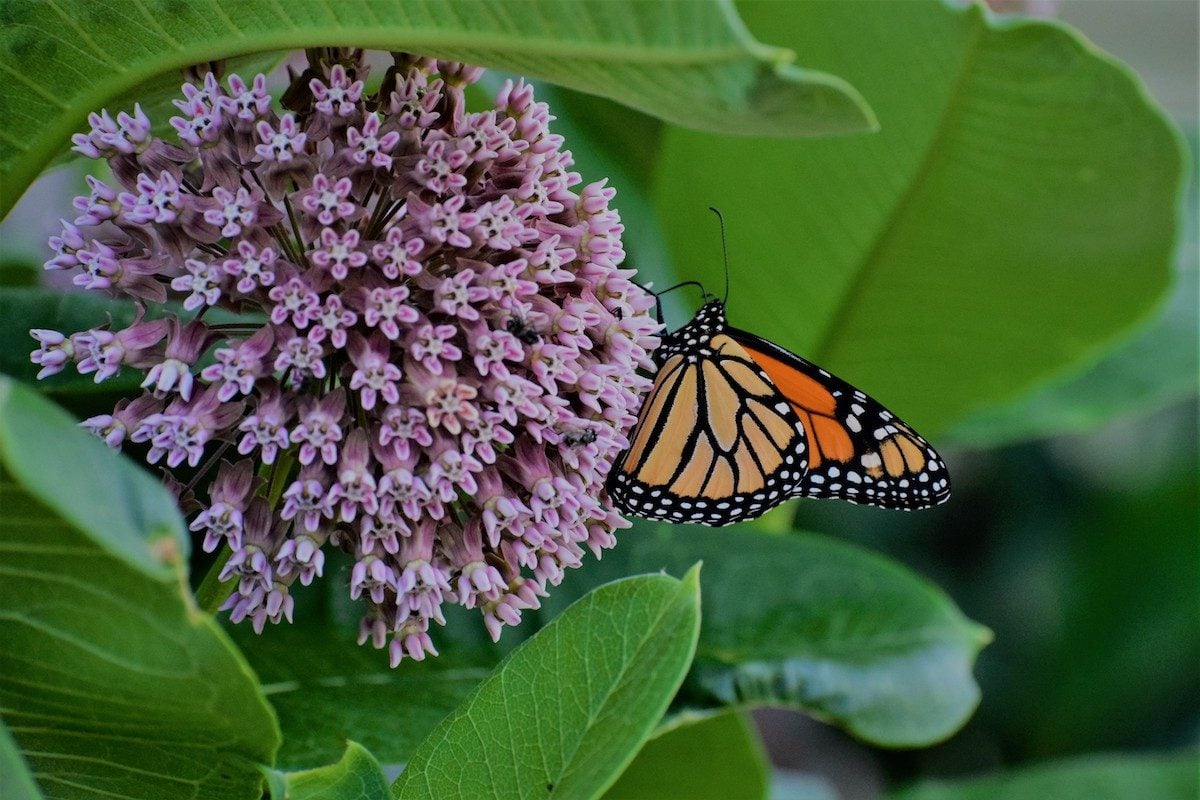 Is Milkweed Poisonous to People and Pets?