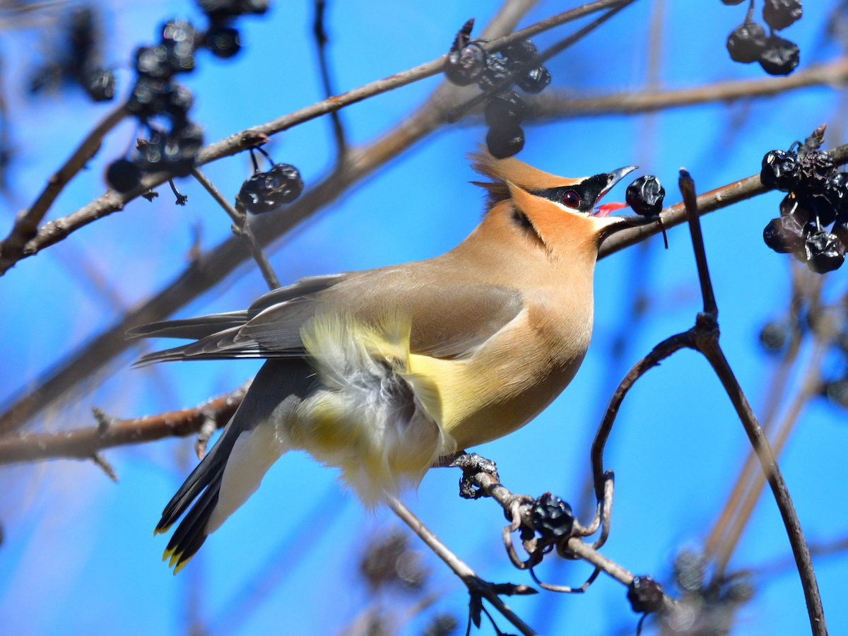 can birds smell or taste