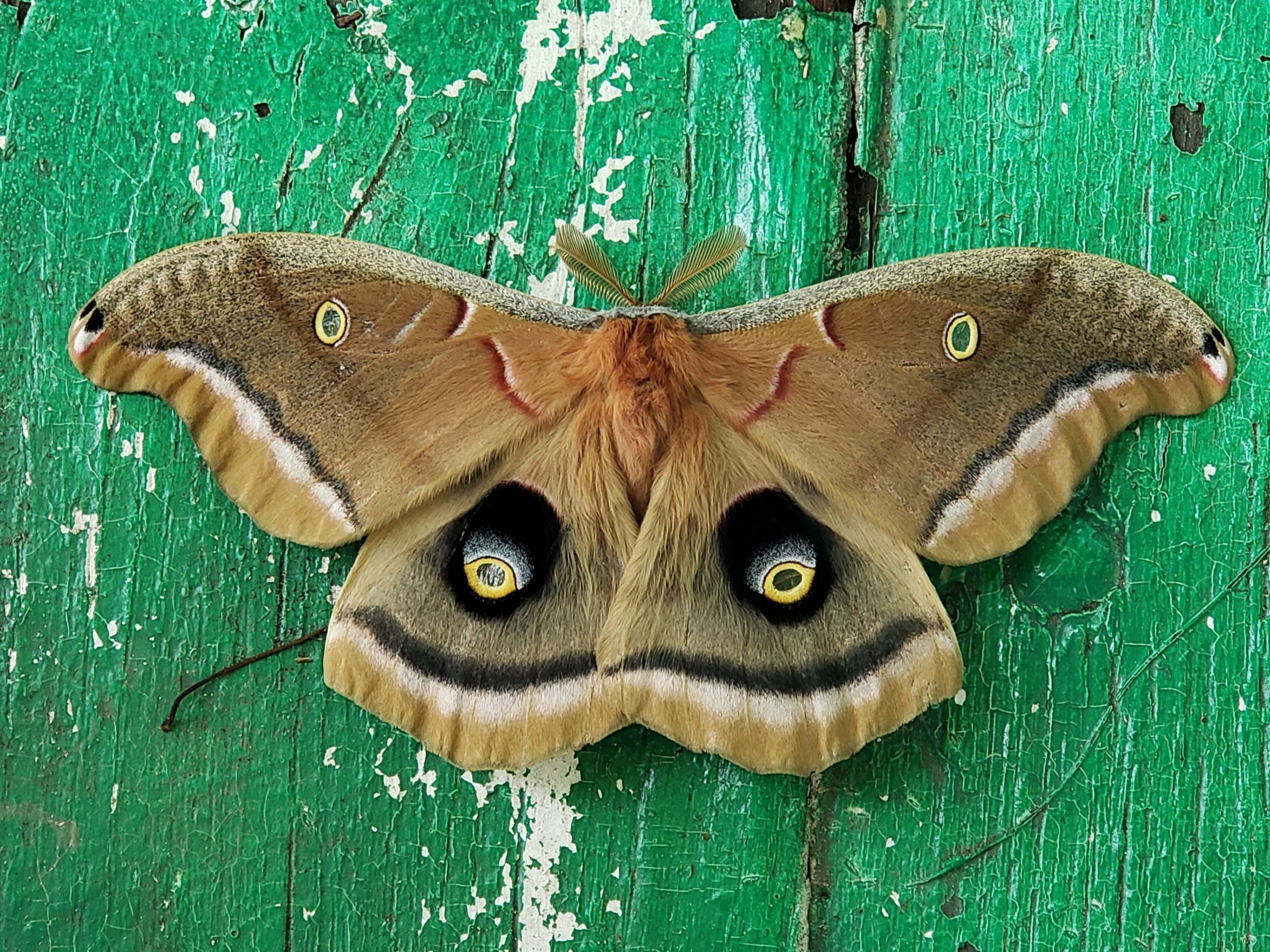 How to Attract More Moths to Your Garden With Light