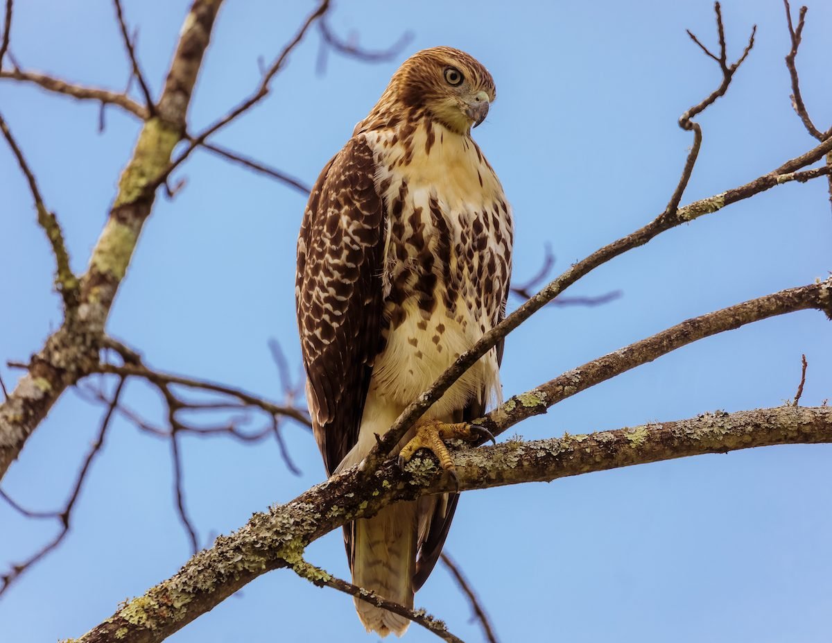 How to Identify a Red-Tailed Hawk