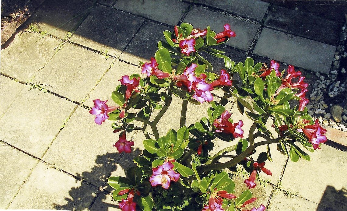 Green Full Sun Exposure Adenium Desert Rose Plant, For Gardening