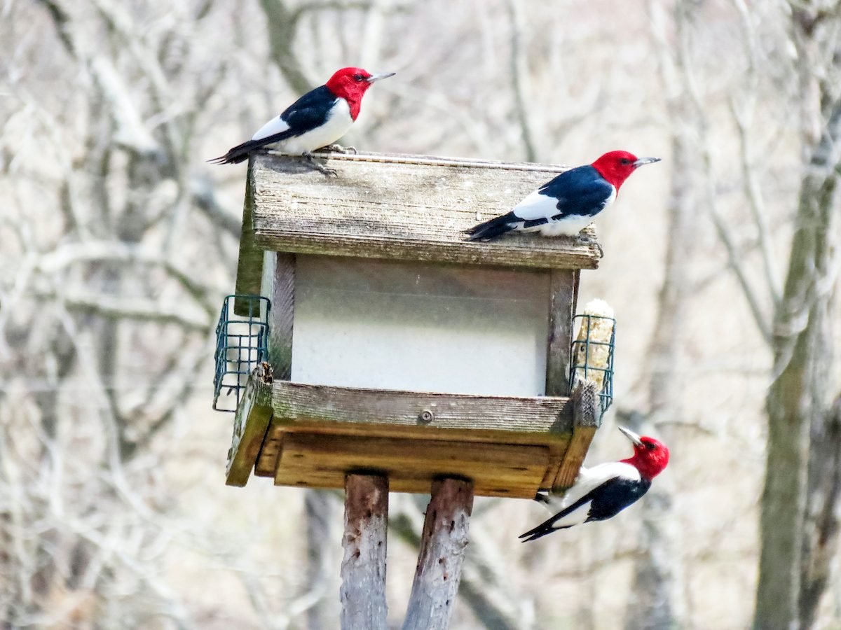 6 Reasons Why Woodpeckers Have Special Meaning