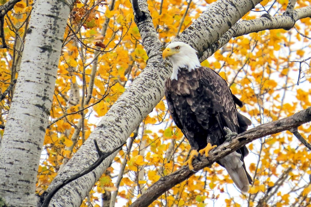 7 Interesting Bald Eagle Facts