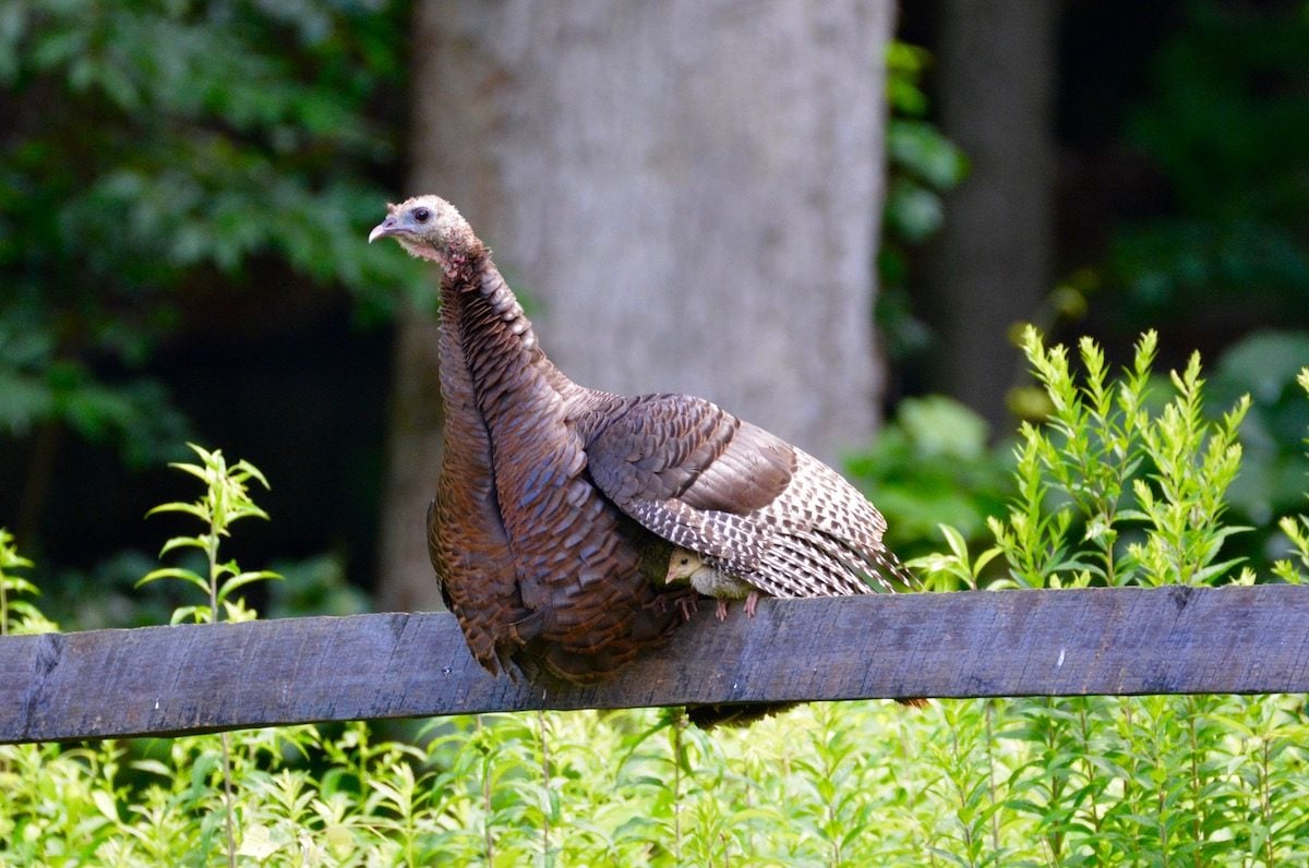 7 Fascinating Wild Turkey Bird Facts You Should Know