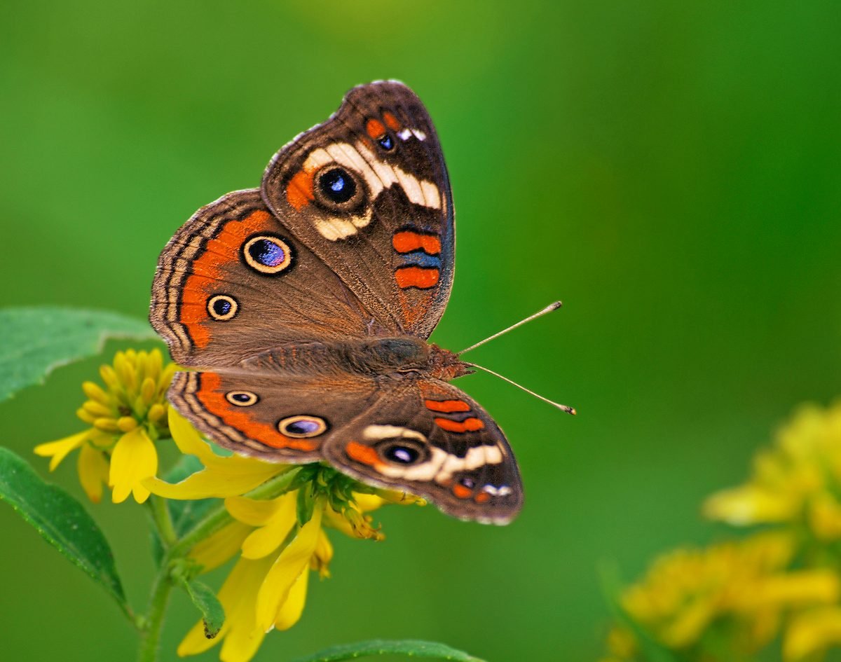 Identify and Attract the Common Buckeye Butterfly