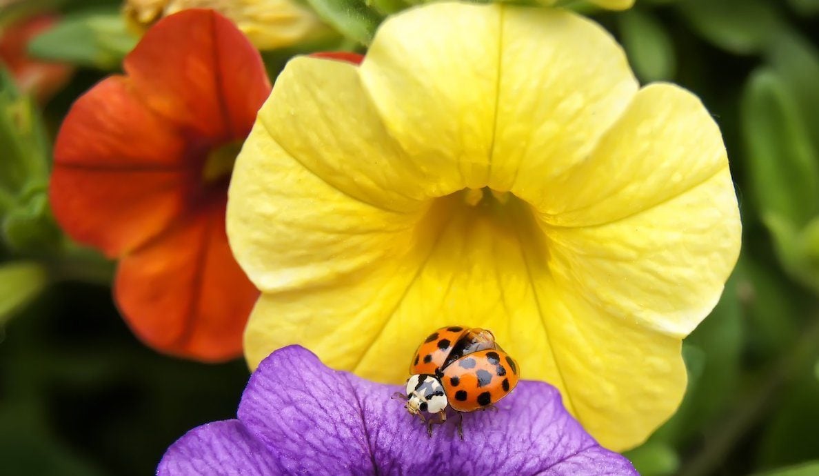 Does a Ladybug Have Special Meaning or Symbolism?