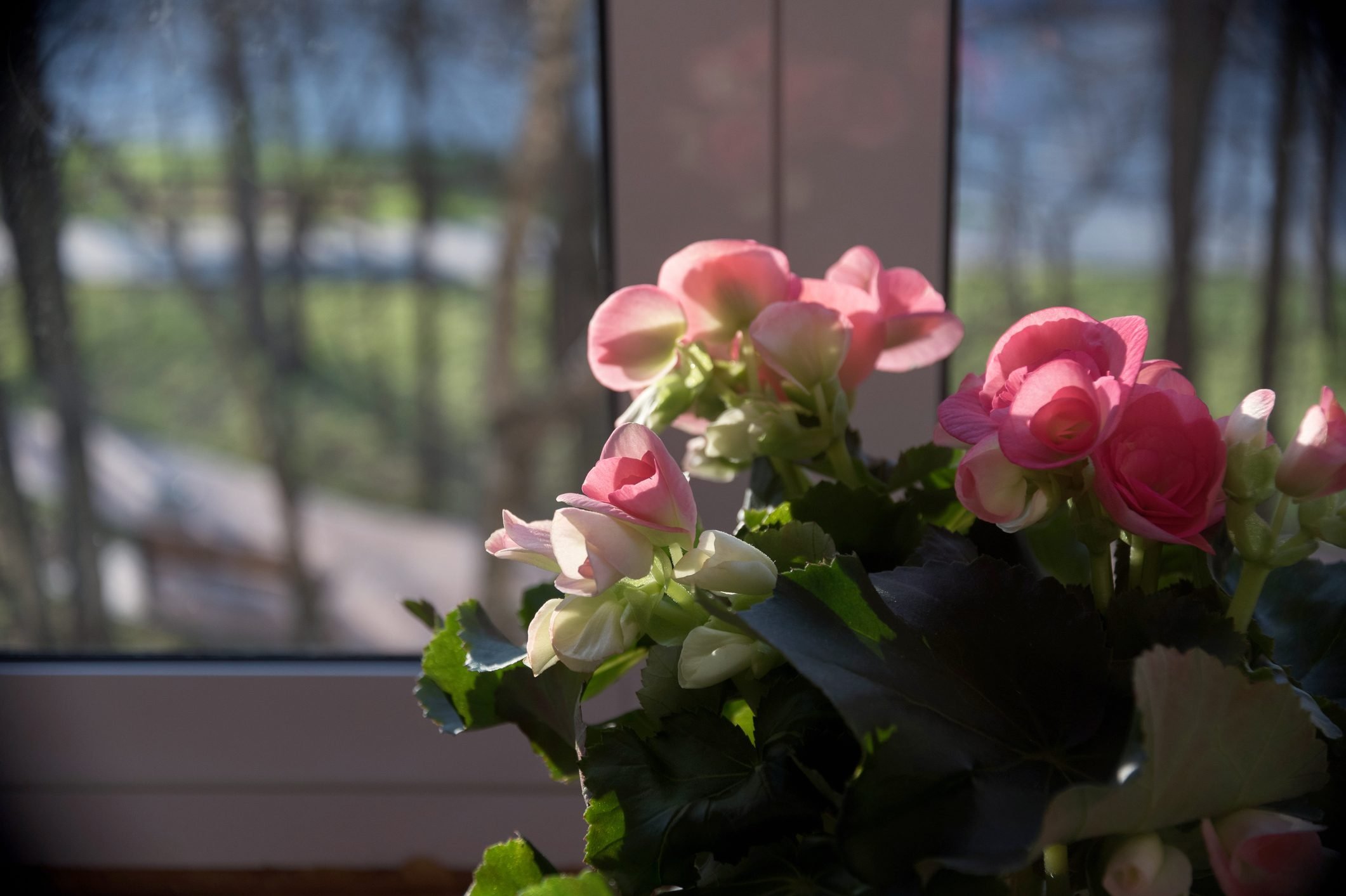 Expert Tips for Overwintering Begonias as Houseplants