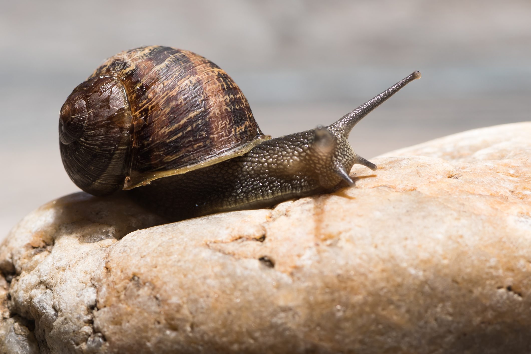 8 Surprising Snail Facts You Should Know