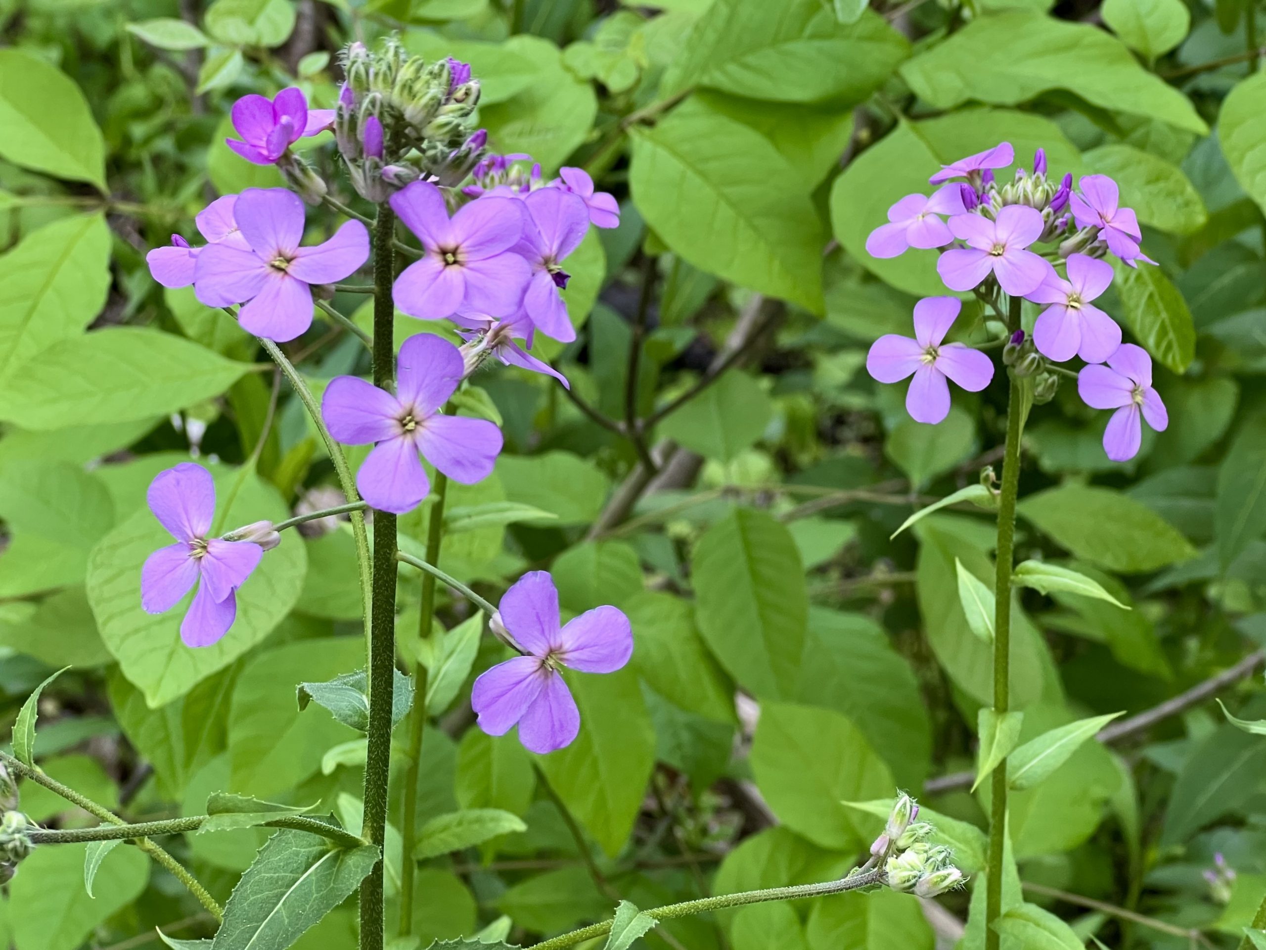 6 Surprising Flowers You Never Knew Are Invasive