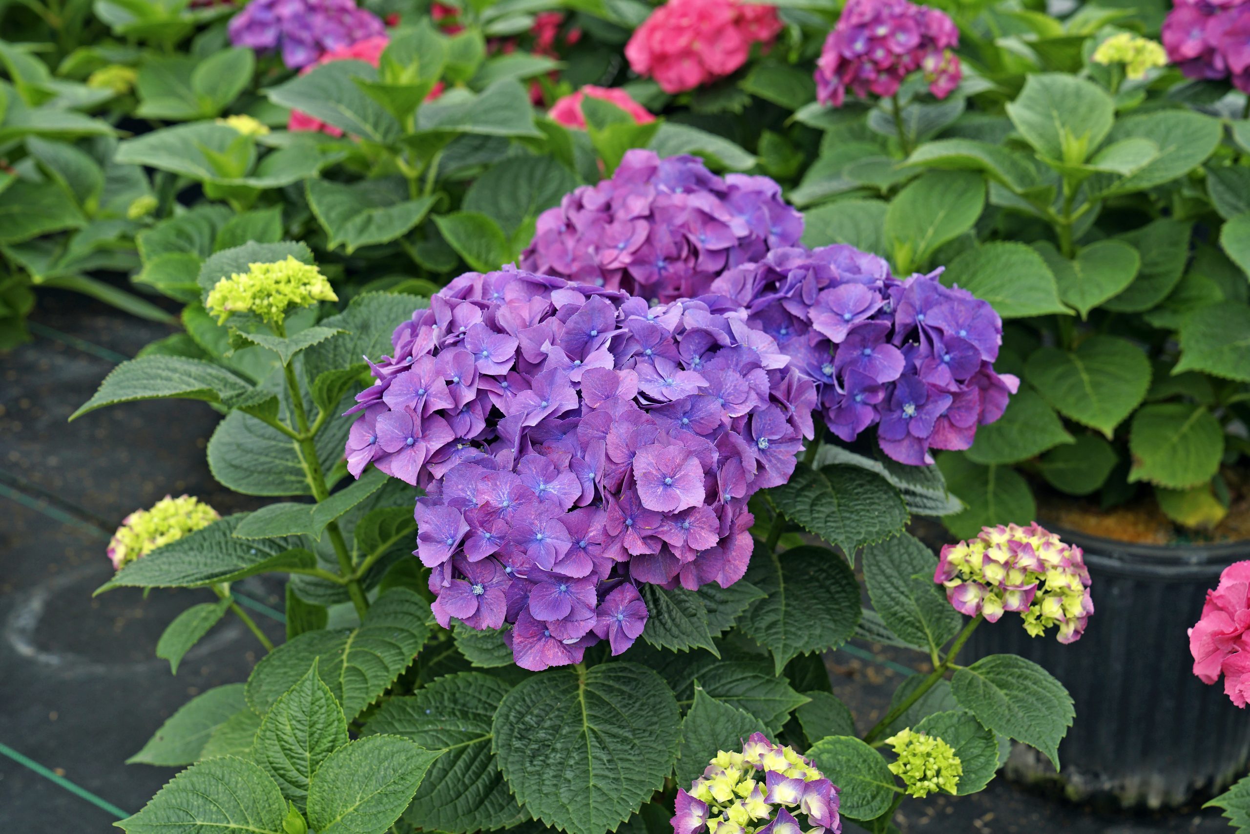 The Best Hydrangea Bush for Every Yard and Growing Condition
