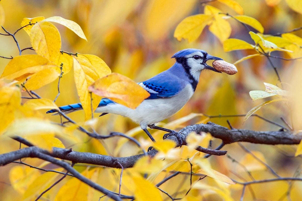 Attract More New Species With Peanuts for Birds