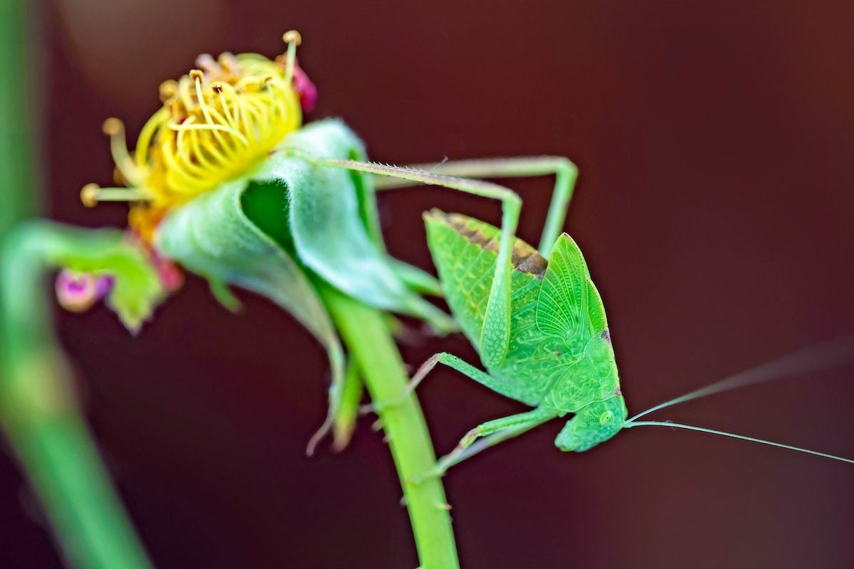 Katydids and Crickets: Nighttime Garden Music