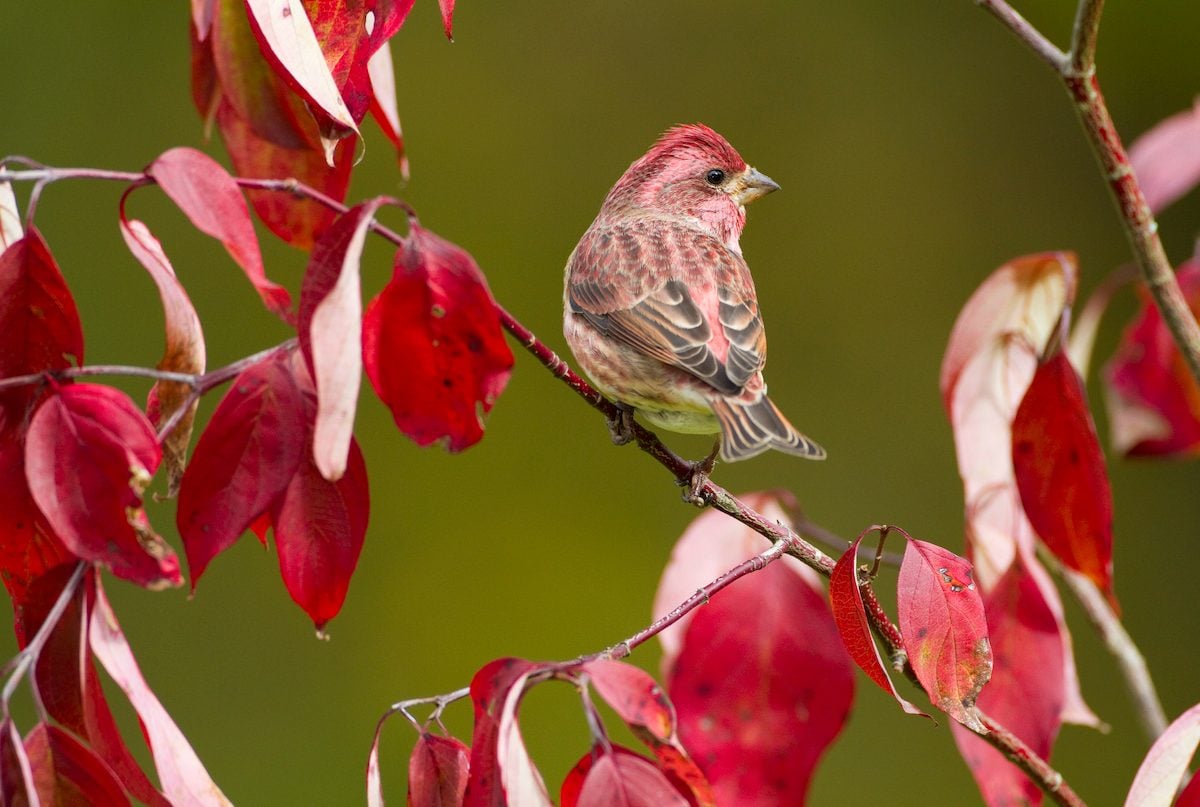 House Finch vs Purple Finch: How to Tell the Difference