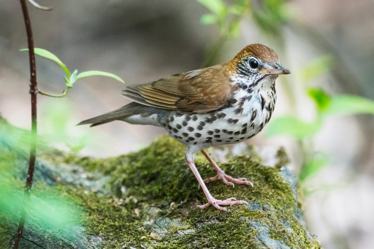 Meet the Thrush Bird Family: Sweet Songbirds